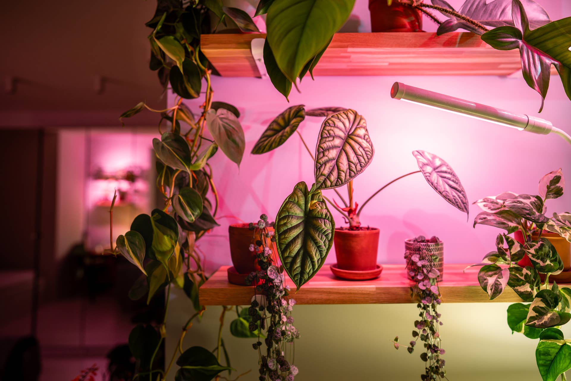 self watering pots for indoor plants Vivid Self Watering Pot