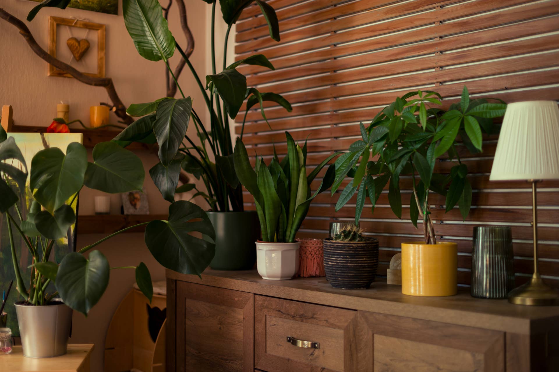 jade plant for sale large Crassula Ovata 'Jade Plant'  Chicago Plants