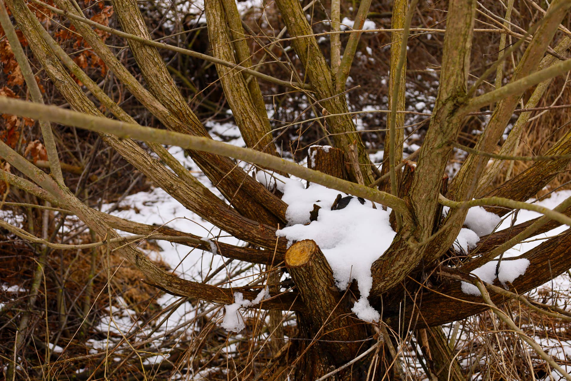 How to Protect Young Trees From Winter Sunscald - Dengarden