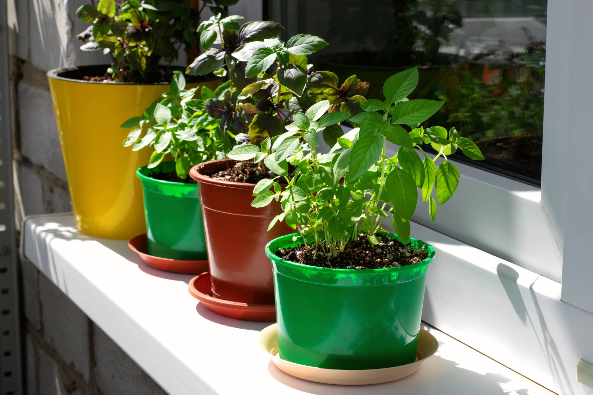 How to Grow Basil Indoors - Dengarden