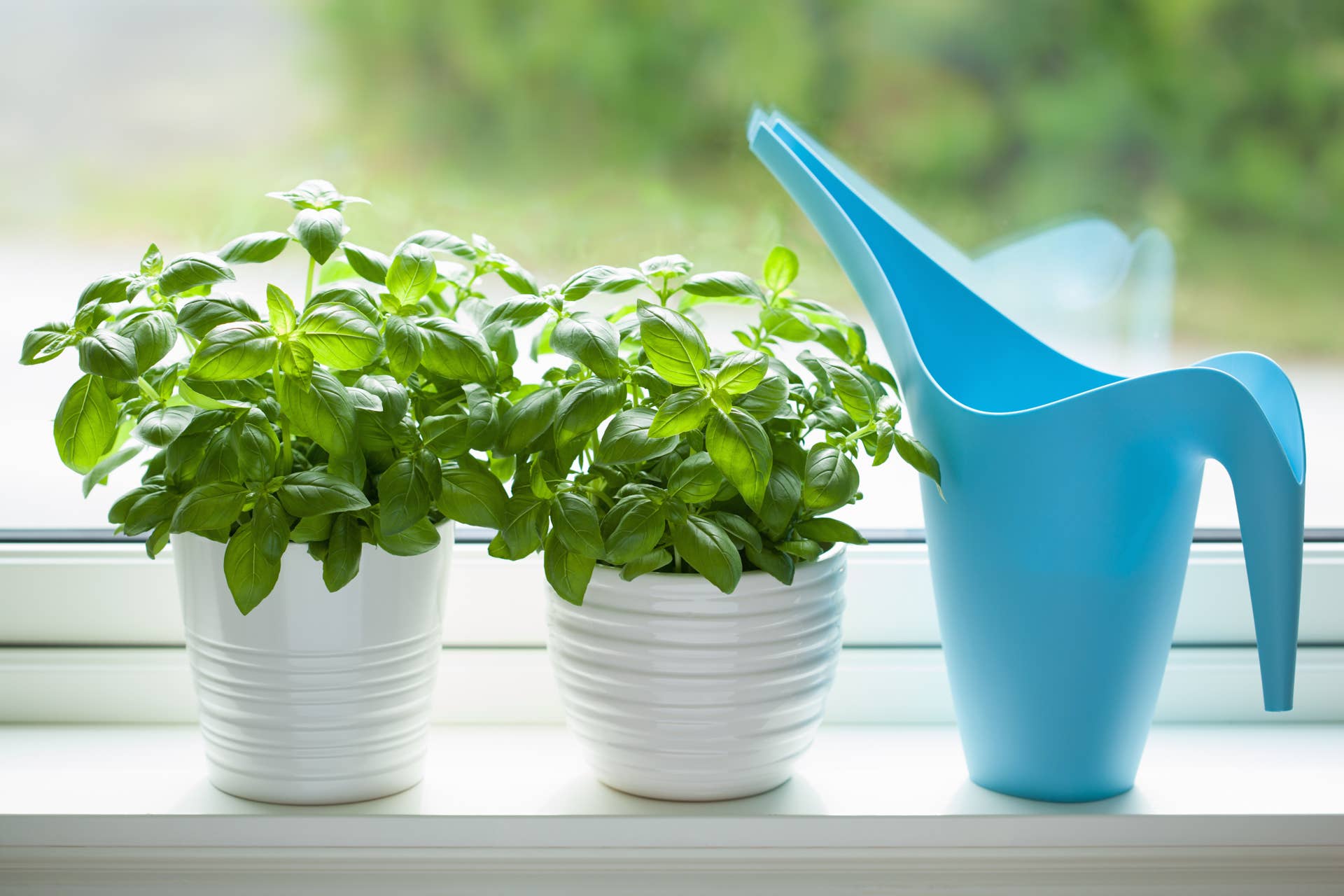 How to Grow Basil Indoors - Dengarden