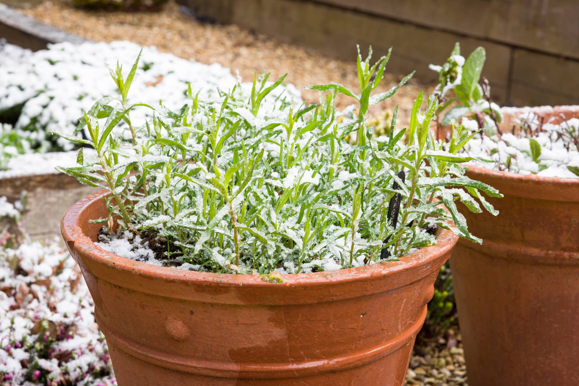 How to Care for Your Herb Garden Through the Winter - Dengarden