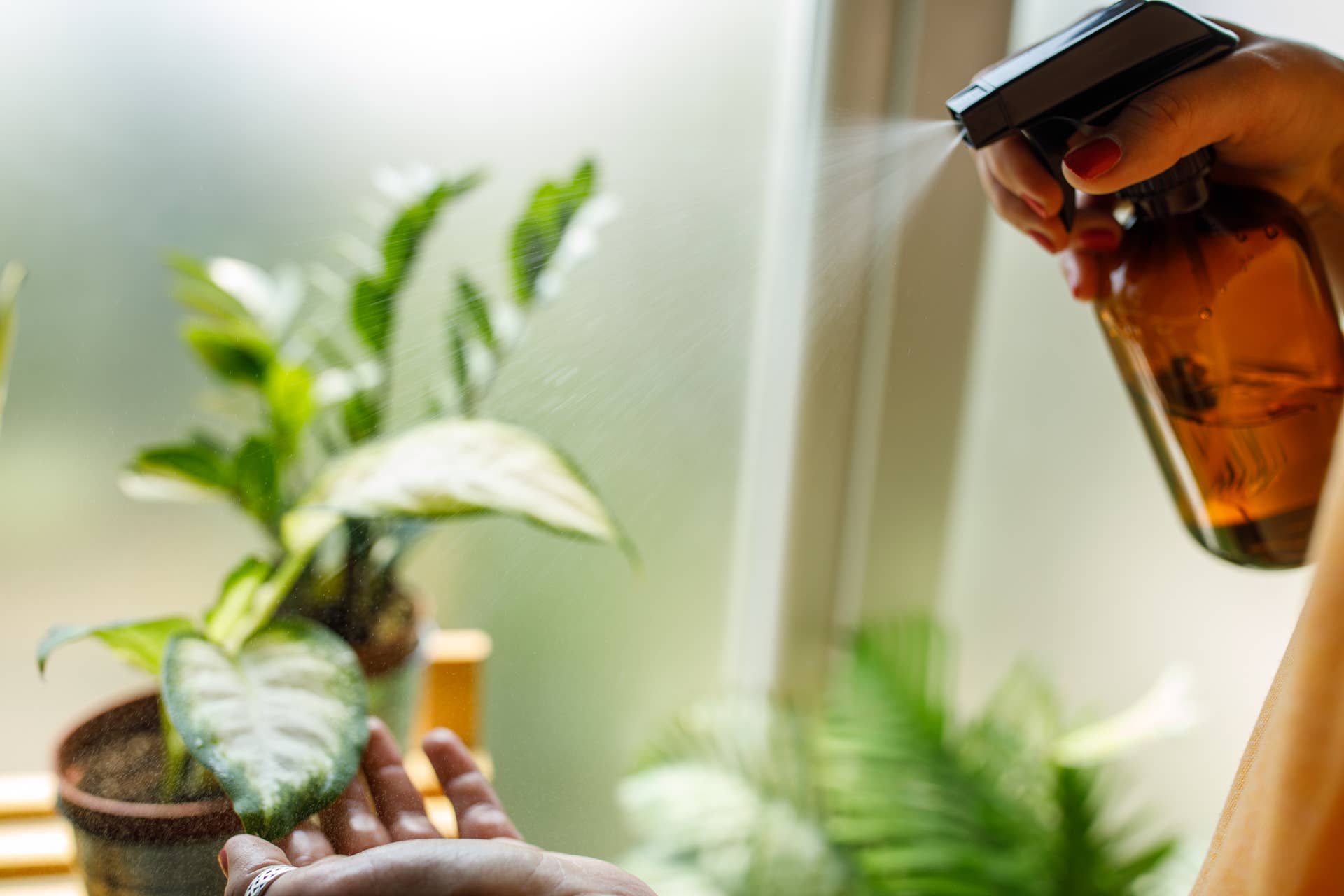 The Right Way to Clean Dust off Your Houseplants - Dengarden