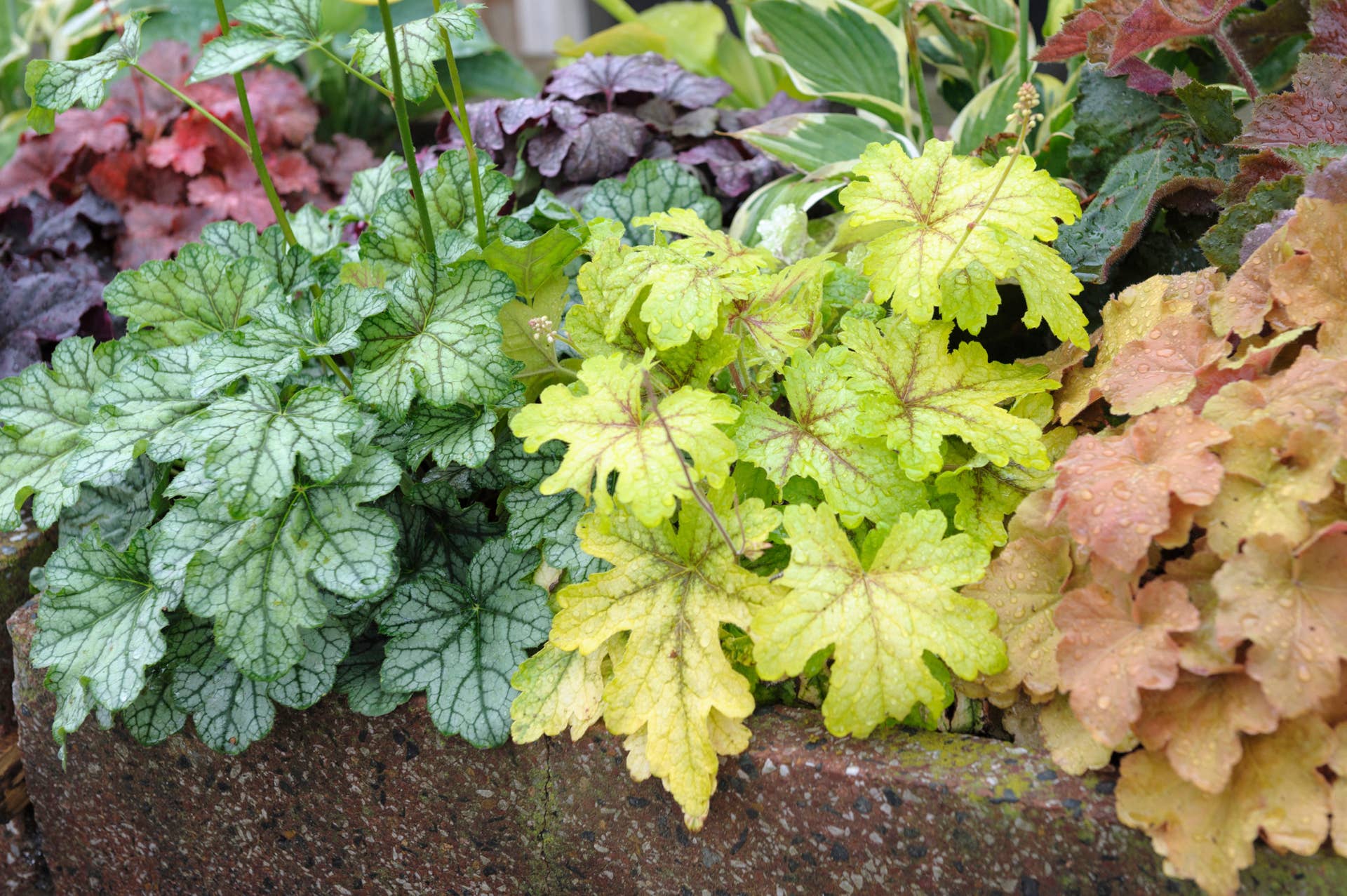 15 Low-Maintenance Perennials for Your Garden - Dengarden