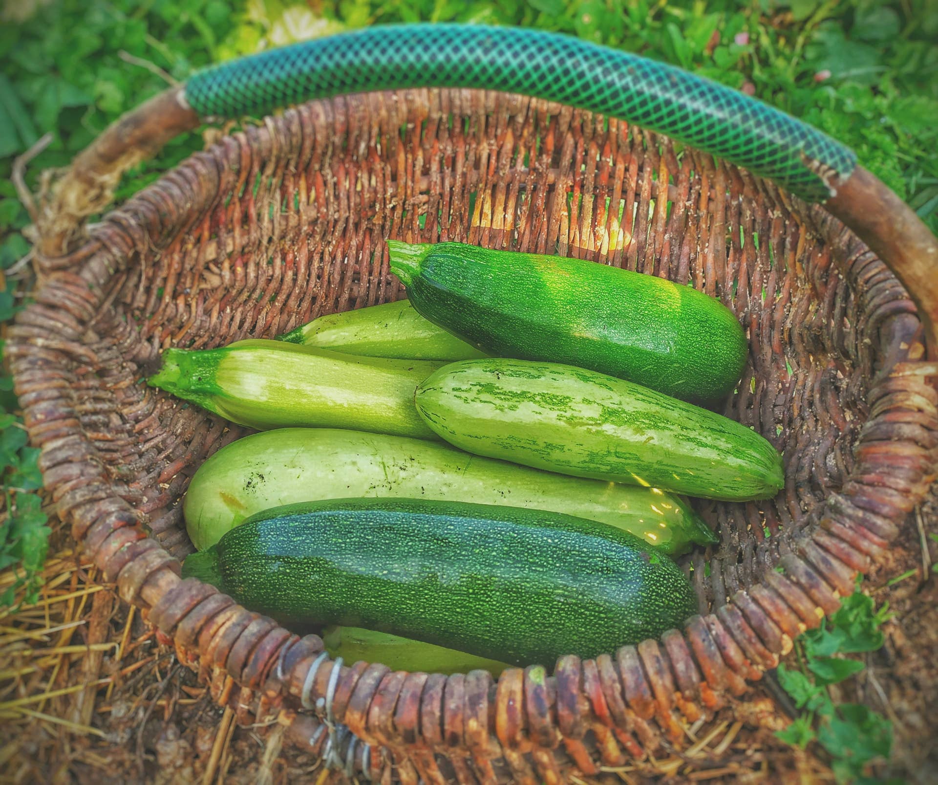 plant-these-5-vegetables-in-june-for-a-strong-fall-harvest-dengarden