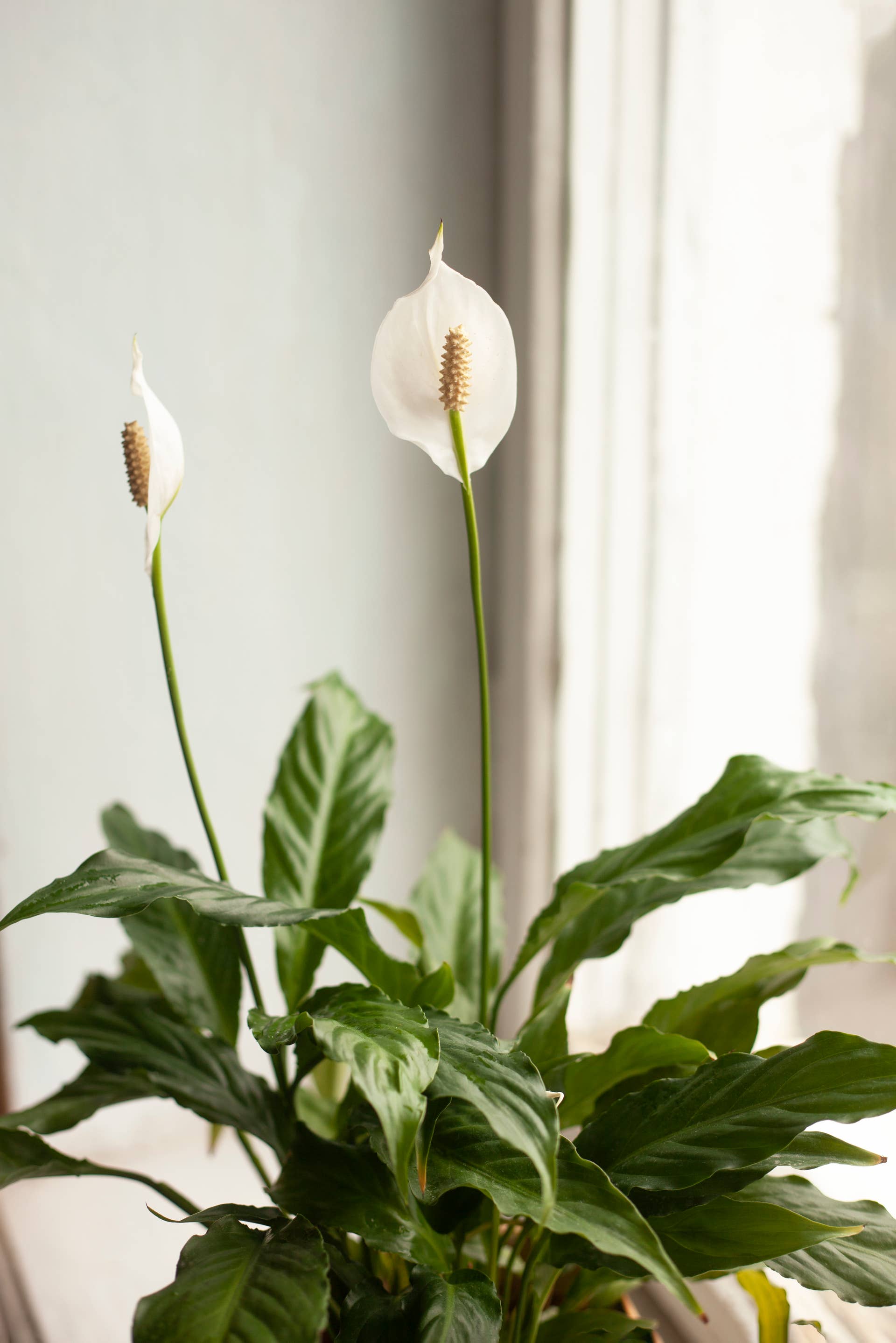 How to Water a Peace Lily - Dengarden