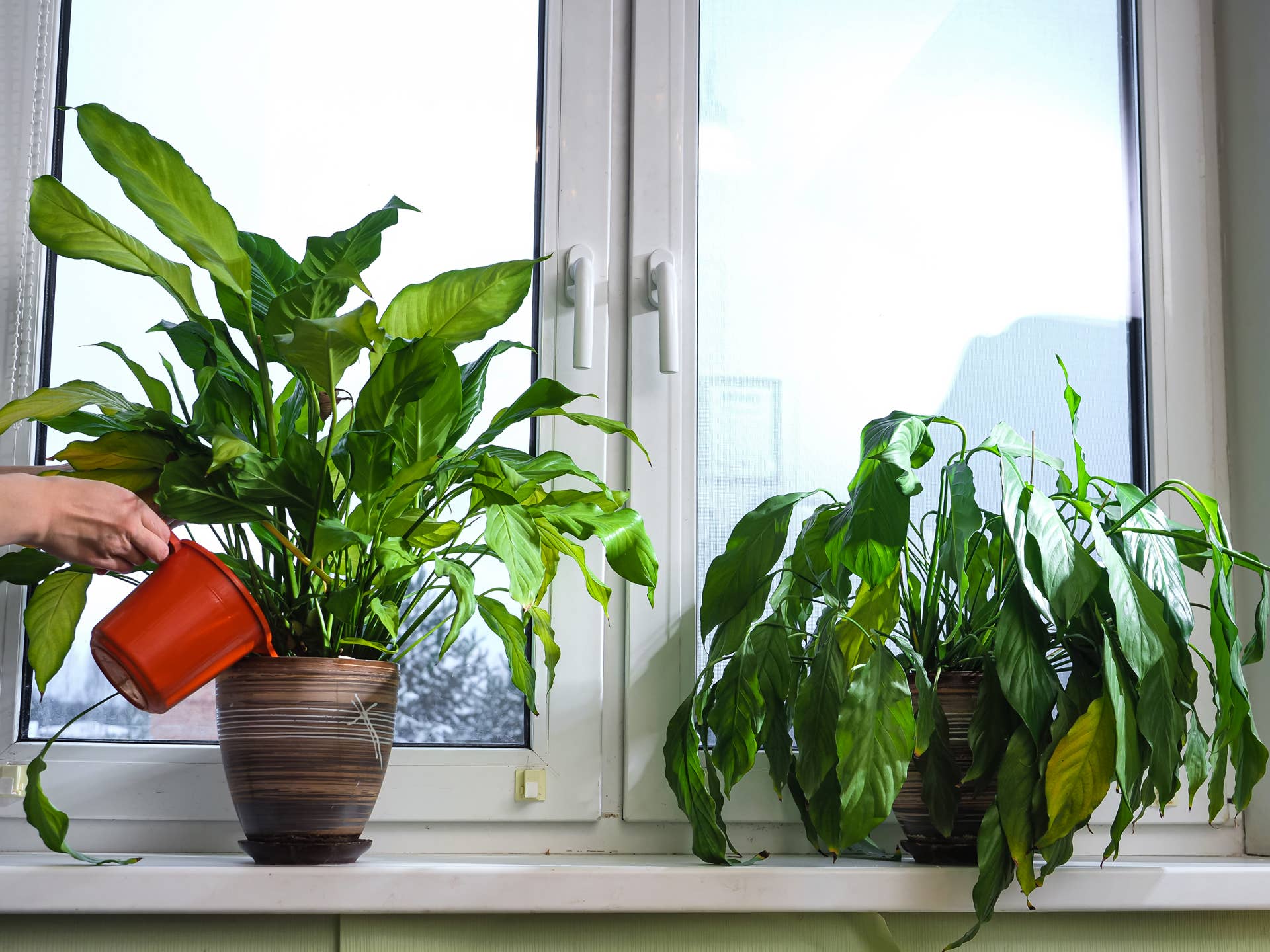 aroid philodendron Philodendron White Wizard Rare Plant (Philodendron erubescens)
