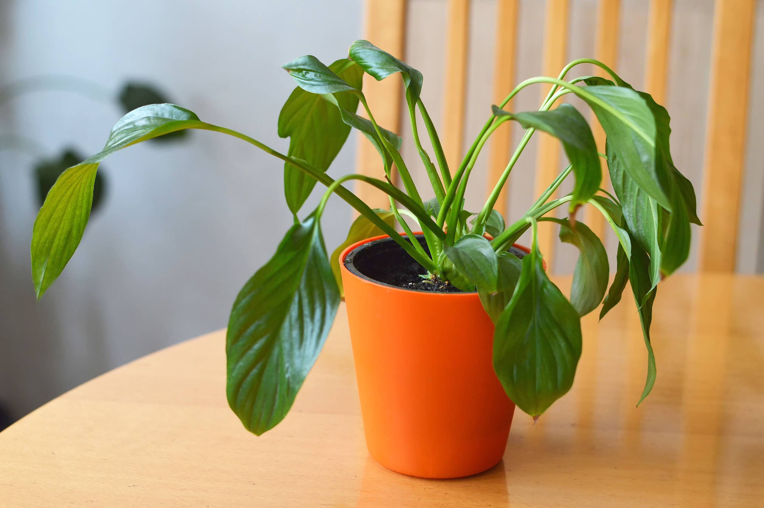 philodendron warszewiczii Philodendron Warscewiczii Gold – Tropical Houseplant main image 0