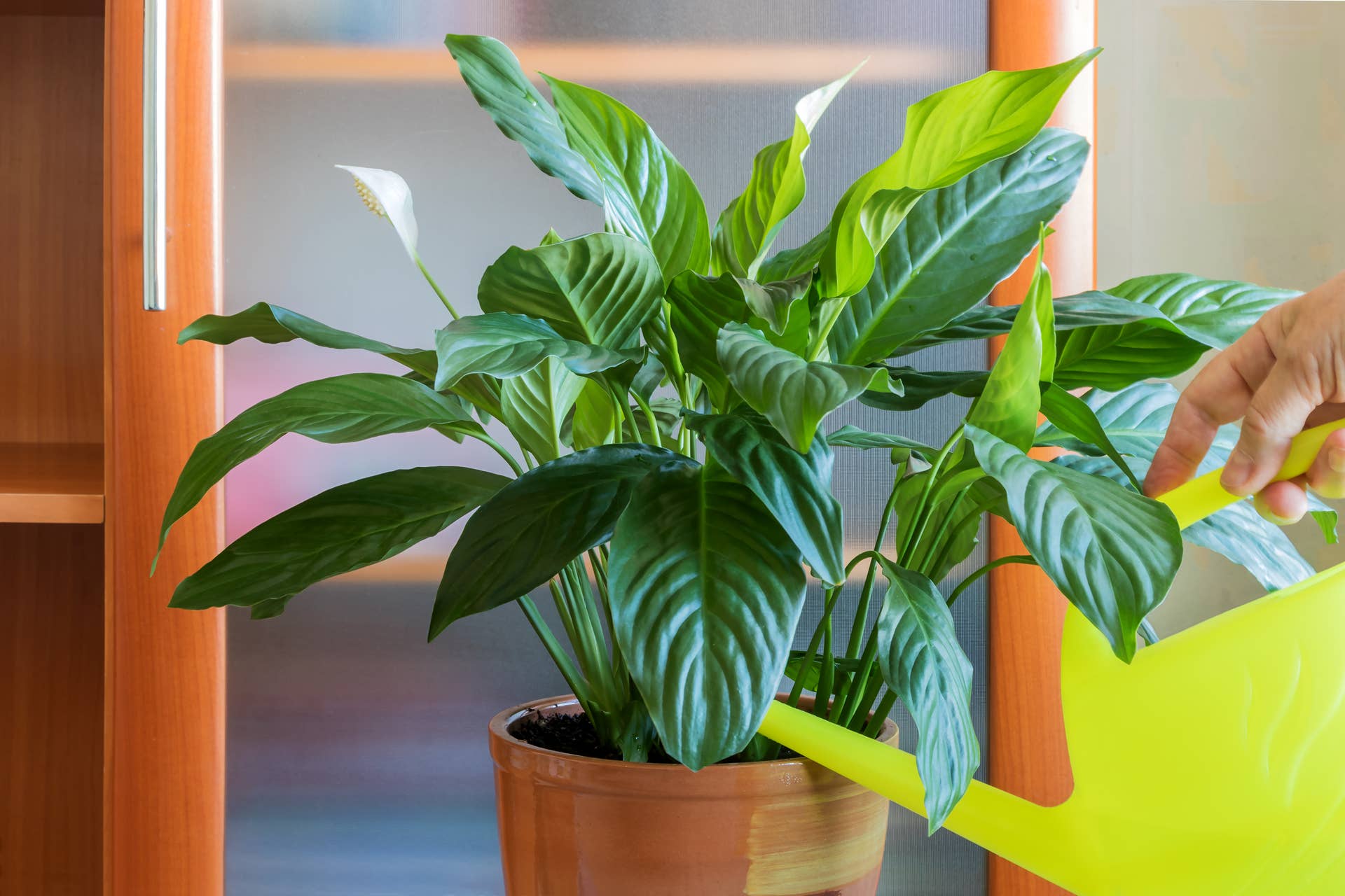 How to Water a Peace Lily - Dengarden