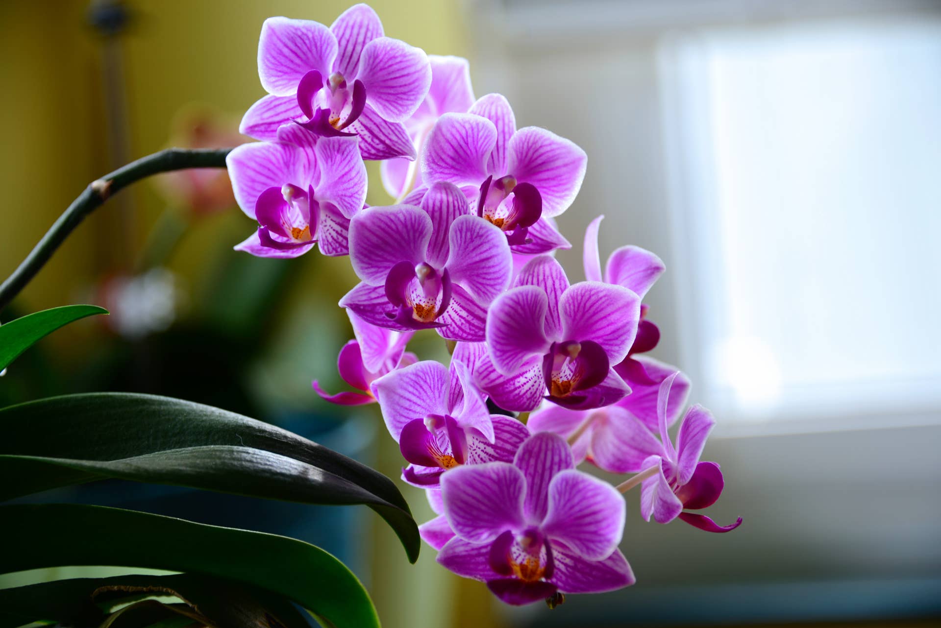 Purple orchids in kitchen