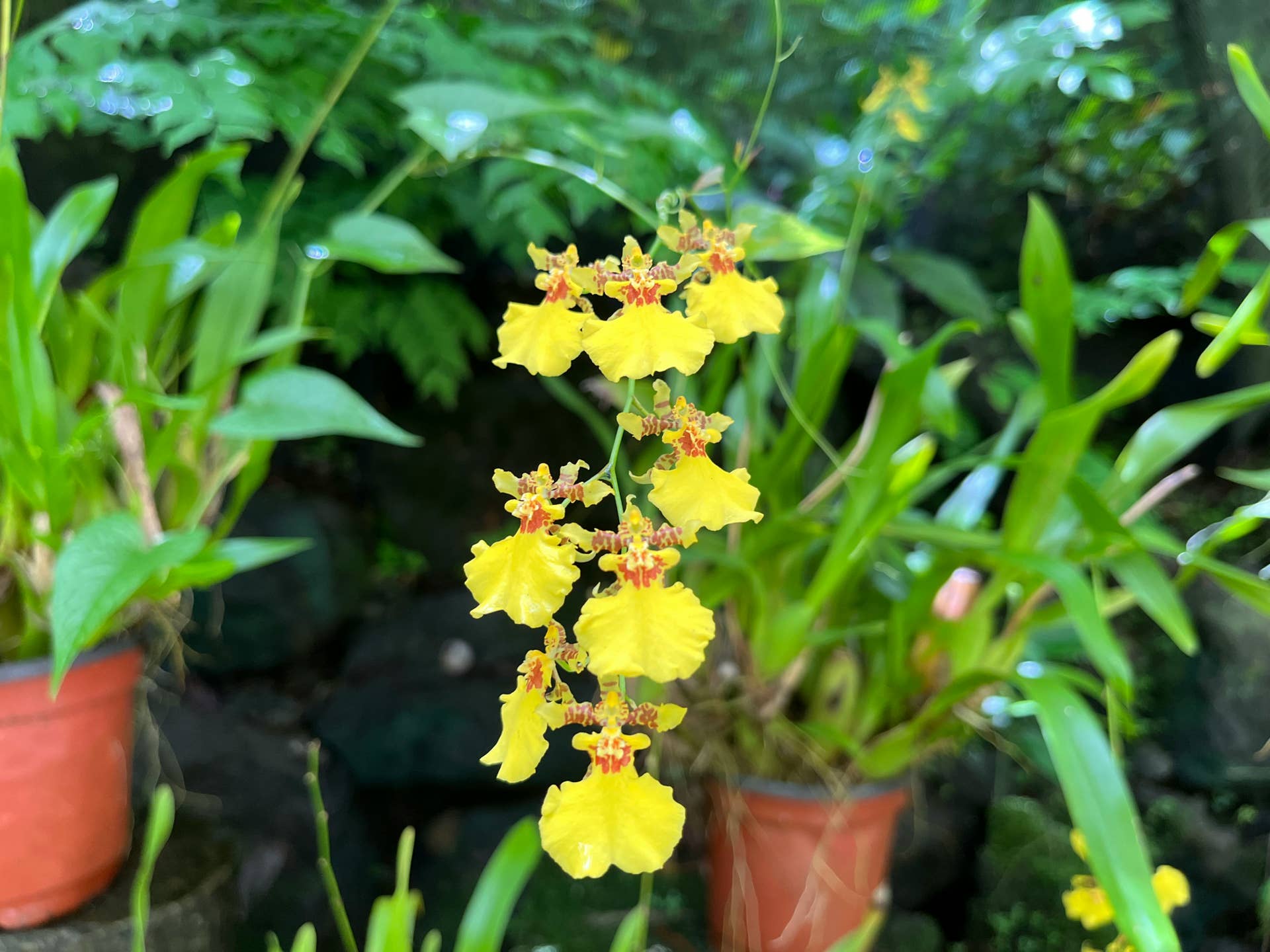 Photo of oncidium orchid taken while walking through the Garden of the Sleeping Giant.