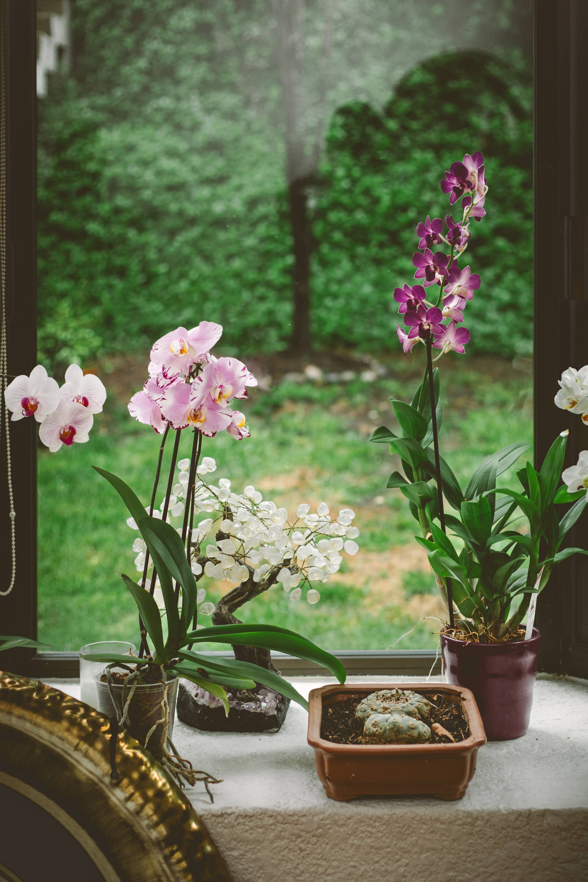 Potted orchids blooming on a windowsill, showcasing vibrant pink and purple petals against an outdoor green backdrop