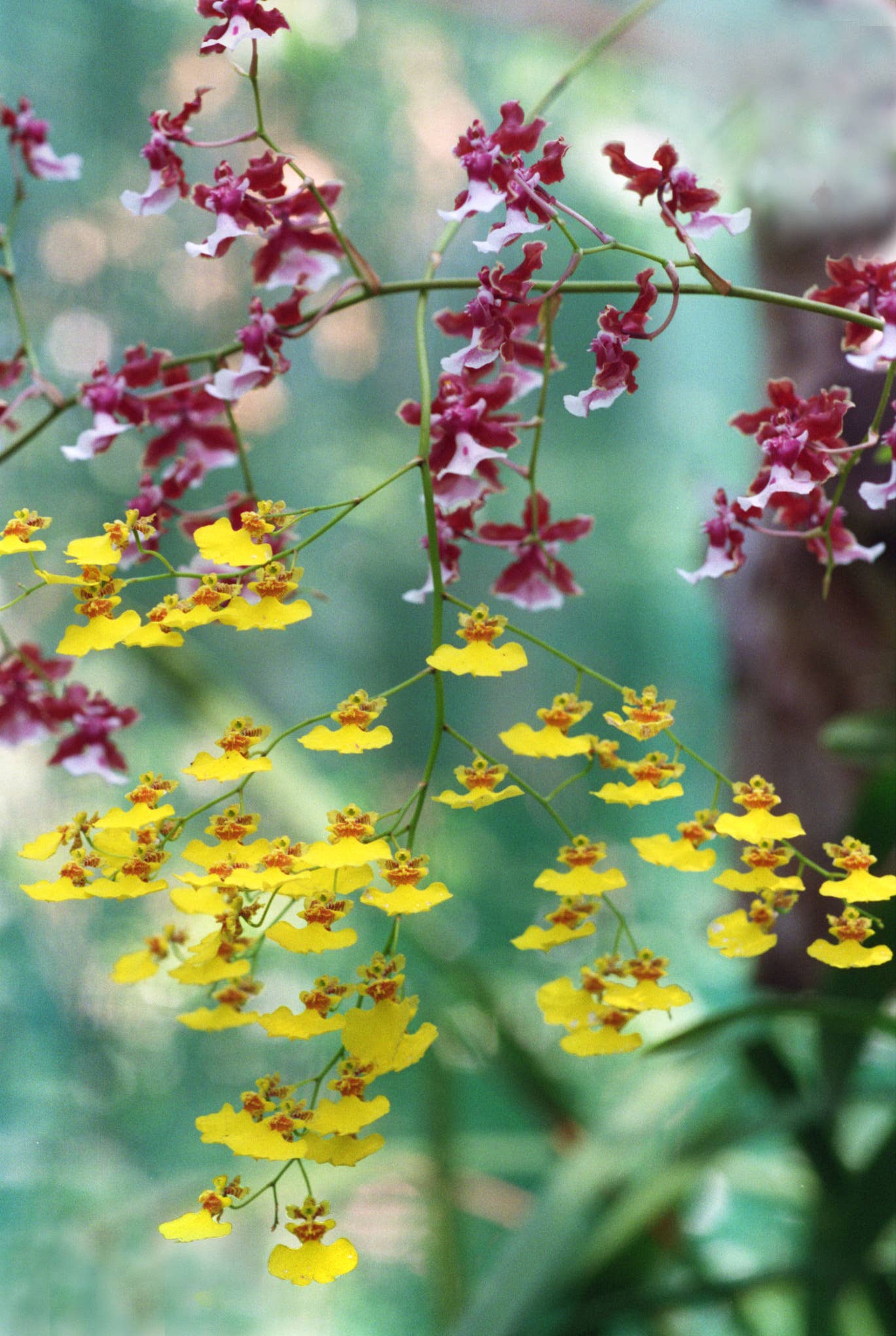 LS.Orchids.Blooms.DB.9/19/96.Tustin. Two kinds of delicate, tiny blossom orchids grown by Bill Moore in his backyard. At the top is "Sharry (cq) Baby", an Oncidium orchid with lavender to burgandy color blooms that smell like chocolate. Crossing its long stem is another Oncidium orchid with flowers that, when shaken by a breeze, look like Spanish dancers in yellow dresses. This is for Home Design. (Photo by Don Bartletti/Los Angeles Times via Getty Images)