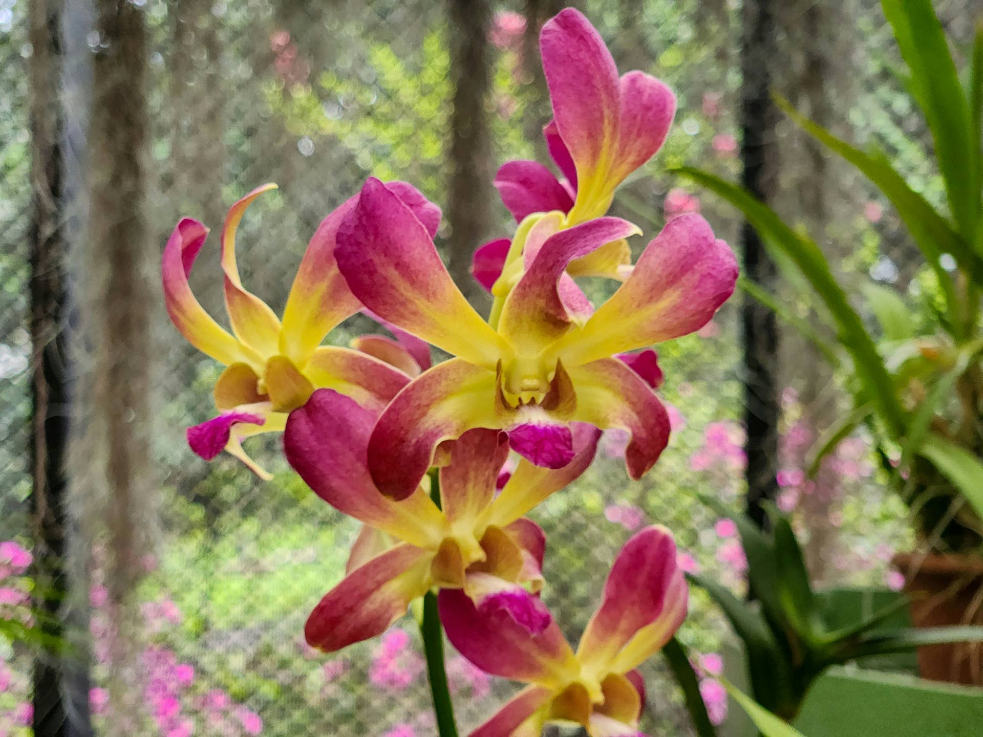 This close-up shows a cluster of distinctive antelope-type Dendrobium orchids. The flowers feature a striking combination of colours, with broad lower petals and sepals displaying a yellow base heavily flushed with deep pink or magenta. The two narrow, upright upper petals are characteristically twisted and predominantly magenta, matching the central lip.