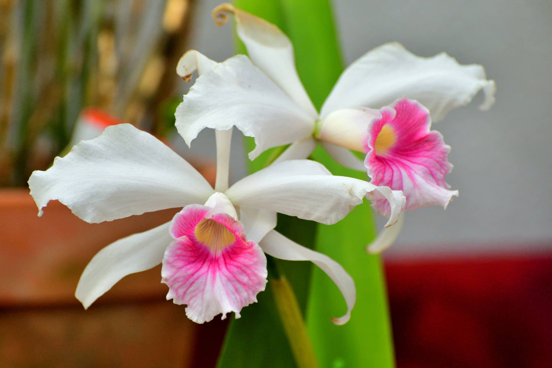 Cattleya orchids, also sometimes called corsage orchids or queen of orchids, typically feature showy, fragrant flowers that come in a wide variety of shapes, colors, and color combinations. These orchids are epiphytic, meaning they naturally grow attached to other plants, such as tree branches. When grown as houseplants, cattleya orchids prefer bright, indirect light, an orchid-specific potting mix, and somewhat high humidity.