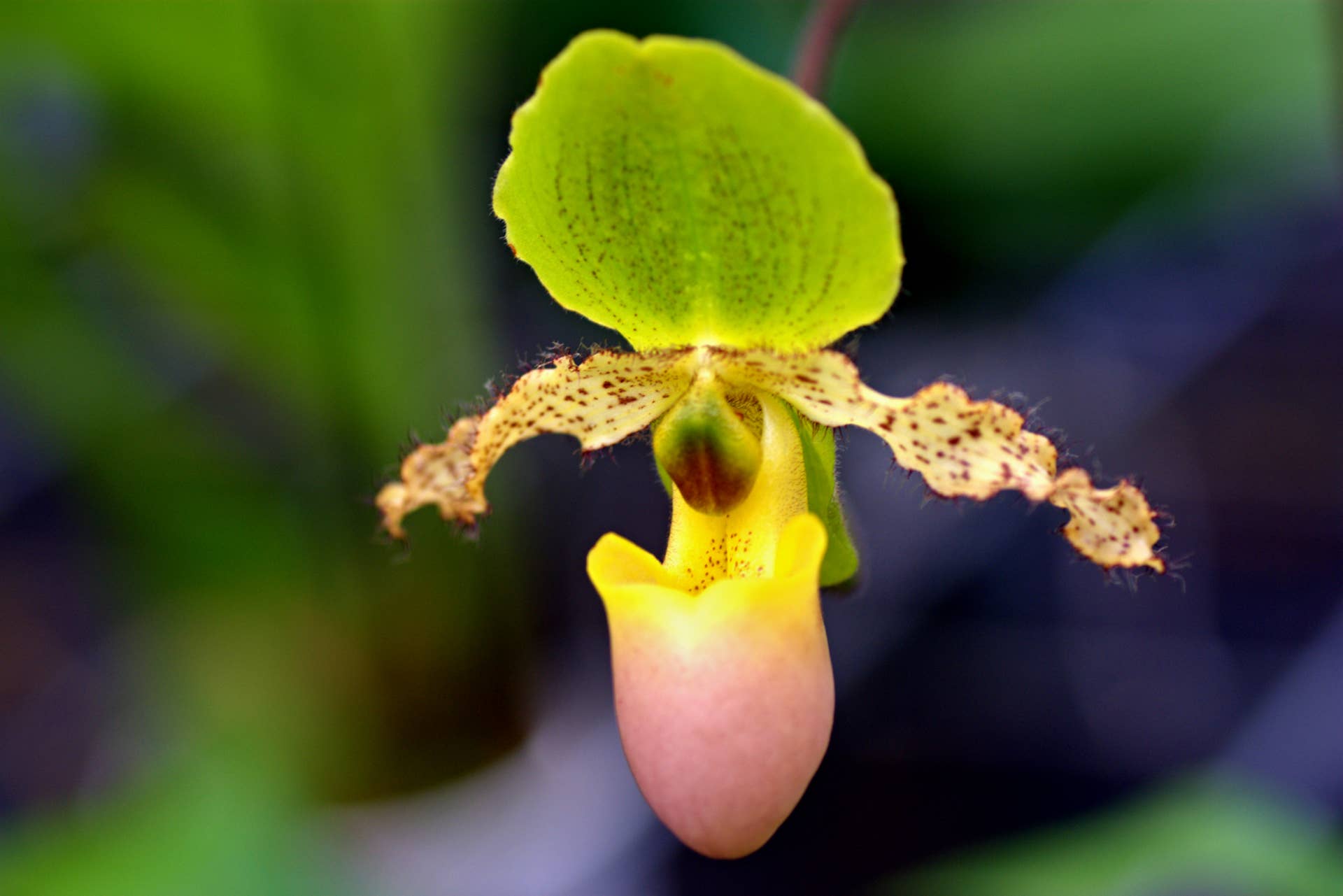 Lady's Slipper orchid
