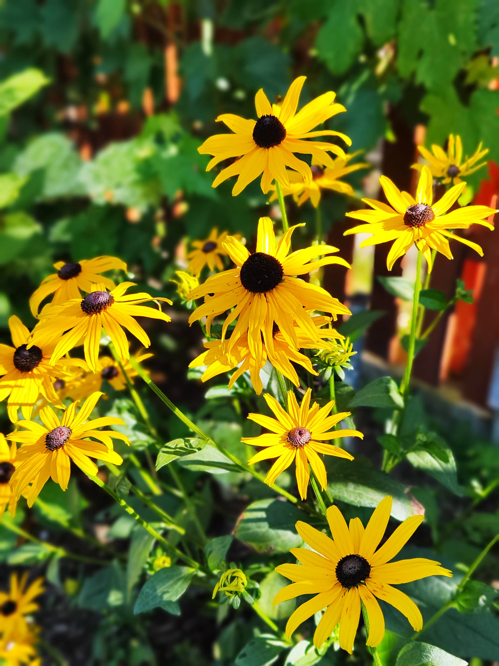 7 Fast-Blooming Wildflowers That Attract Bees - Dengarden