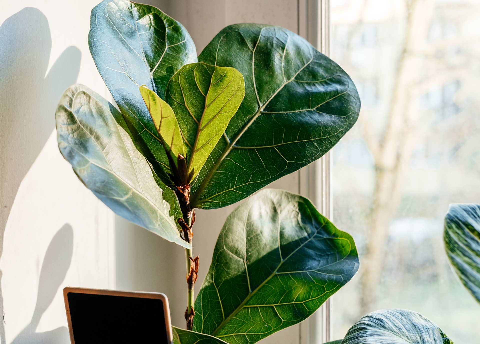 coffee plant indoor Buy an Arabica Coffee Live Plant Indoor Statement Piece