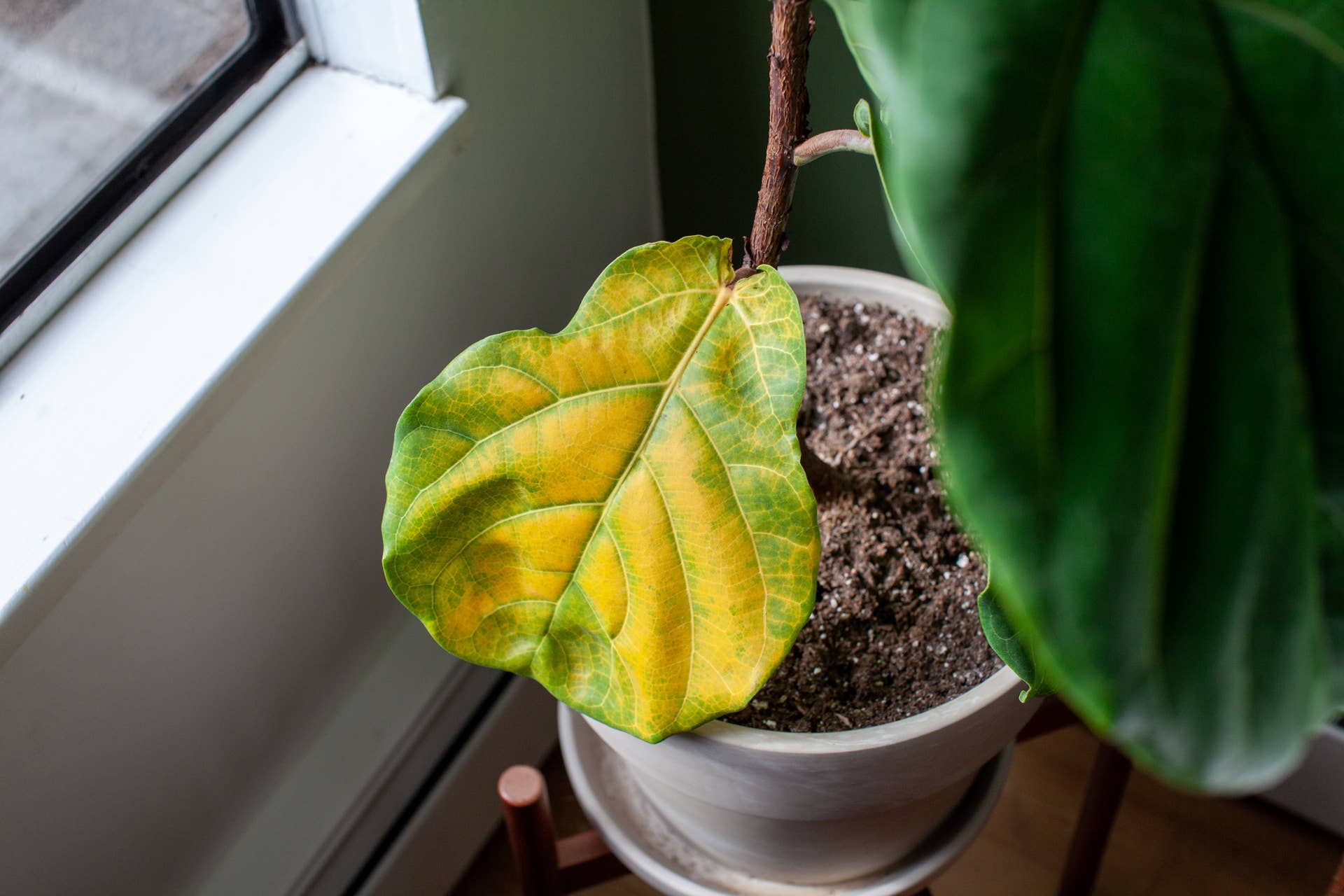 giant indoor plant Large Majesty Palm Houseplant with Planter - Large (3-4' tall) Sand Planter