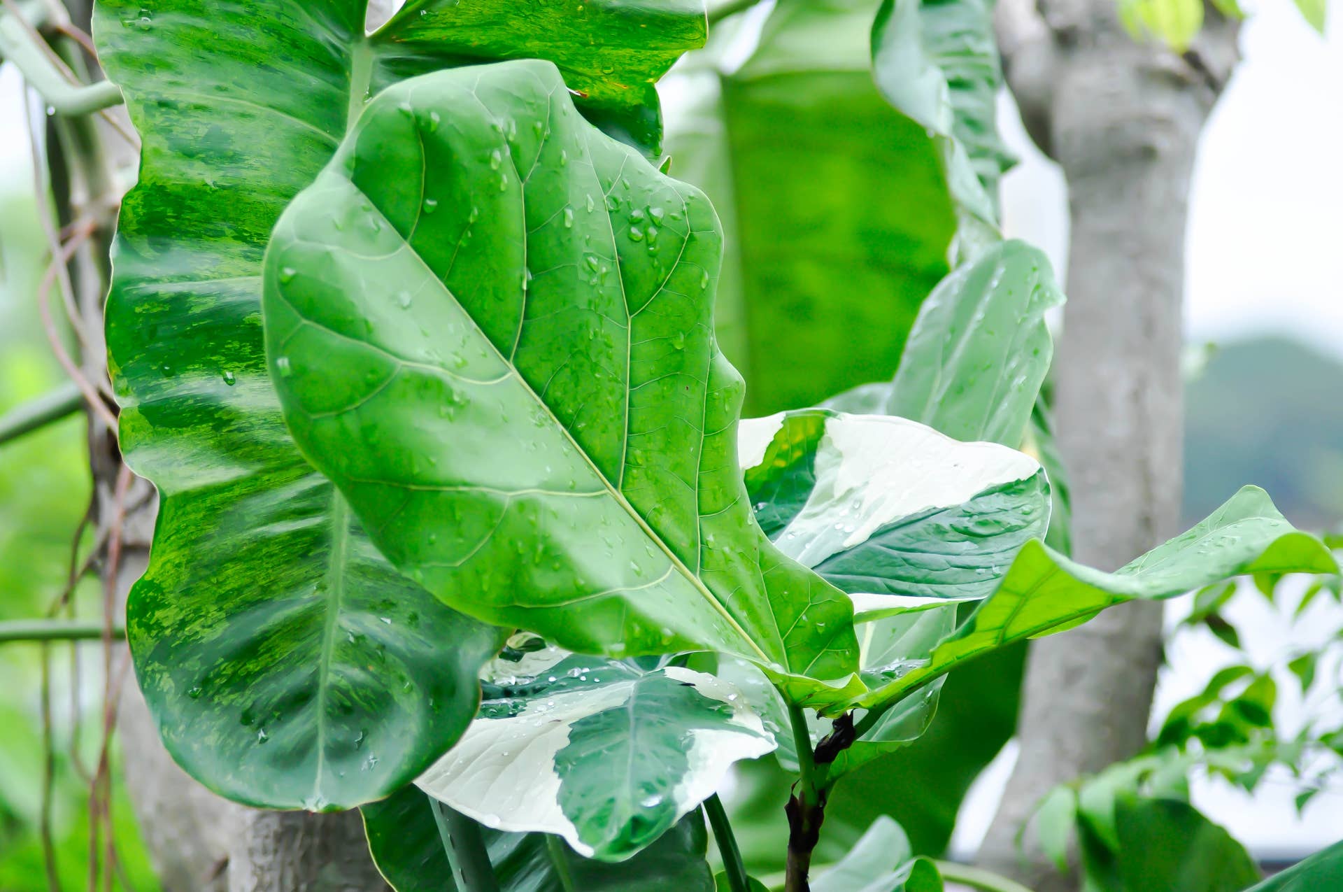 Here's Why Your Fiddle Leaf Fig Is Dropping Leaves - Dengarden