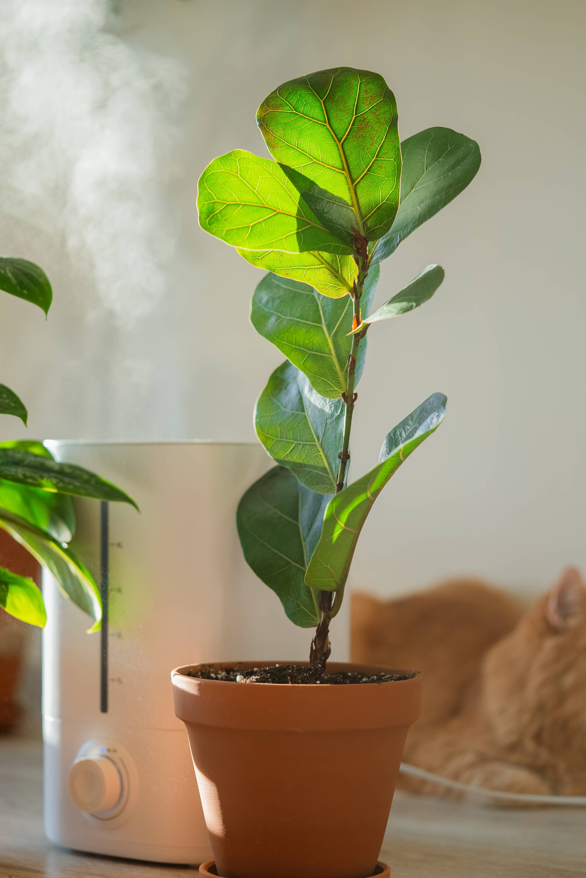 indoor multiple plant stand Arden - Modern Iron Tree Multi Level Planter Display main image 0