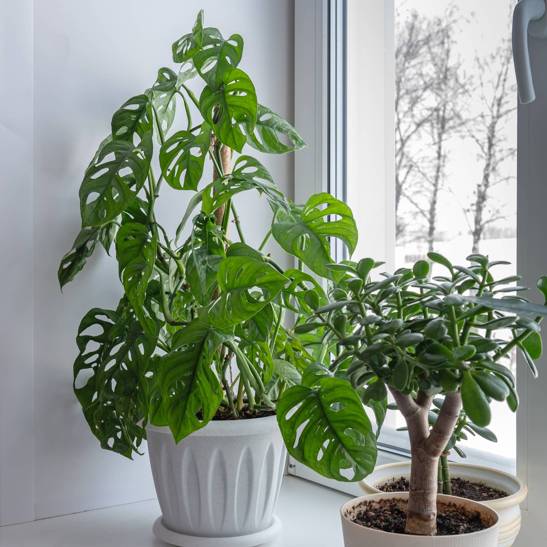 summer savory plant Savory, Summer main image 0