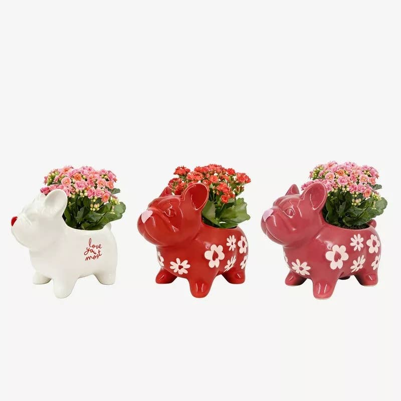 Target's French Bulldog Planters Are Perfect for Valentine's Day - Dengarden