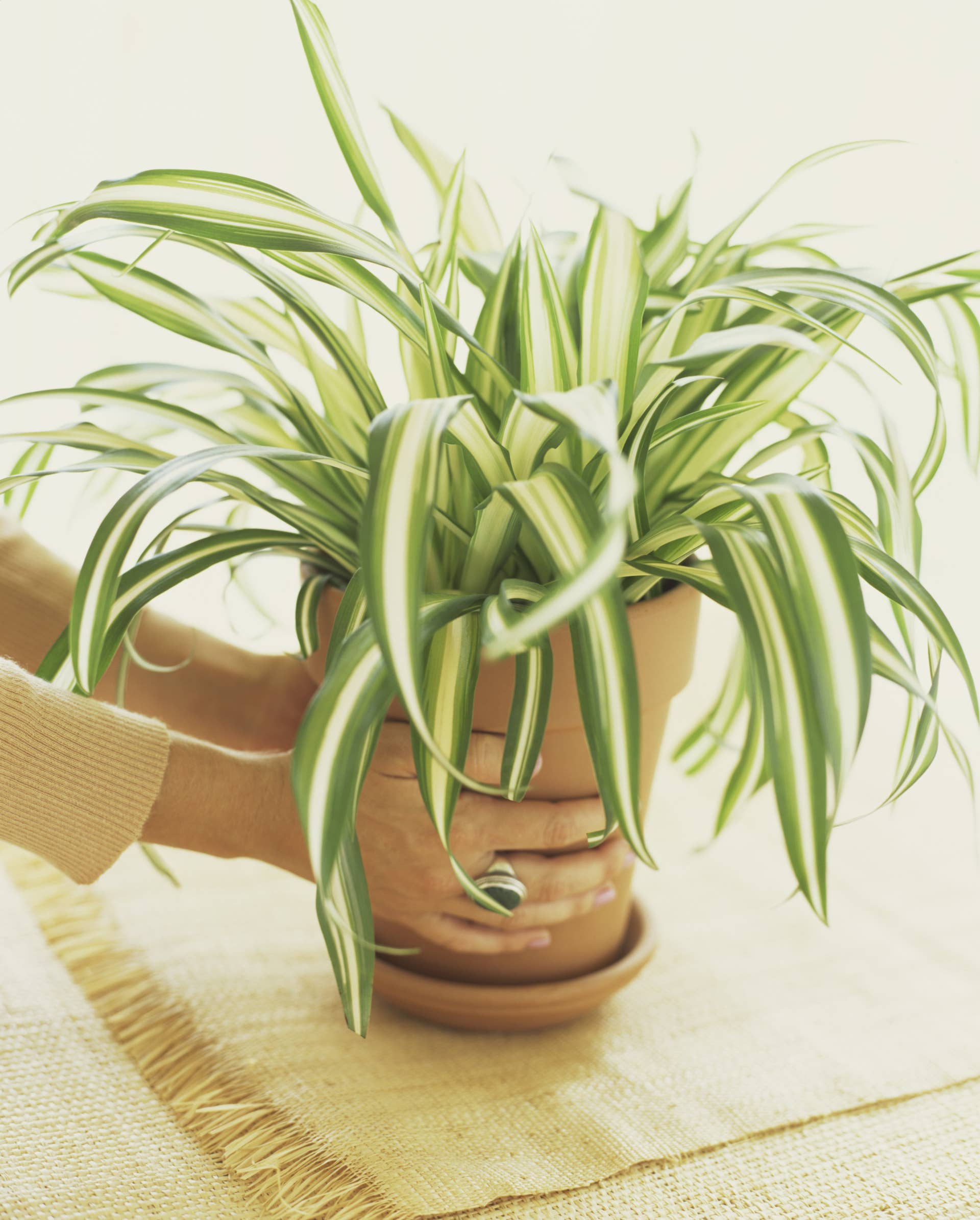 large plant pots square Ella Square Pot - White