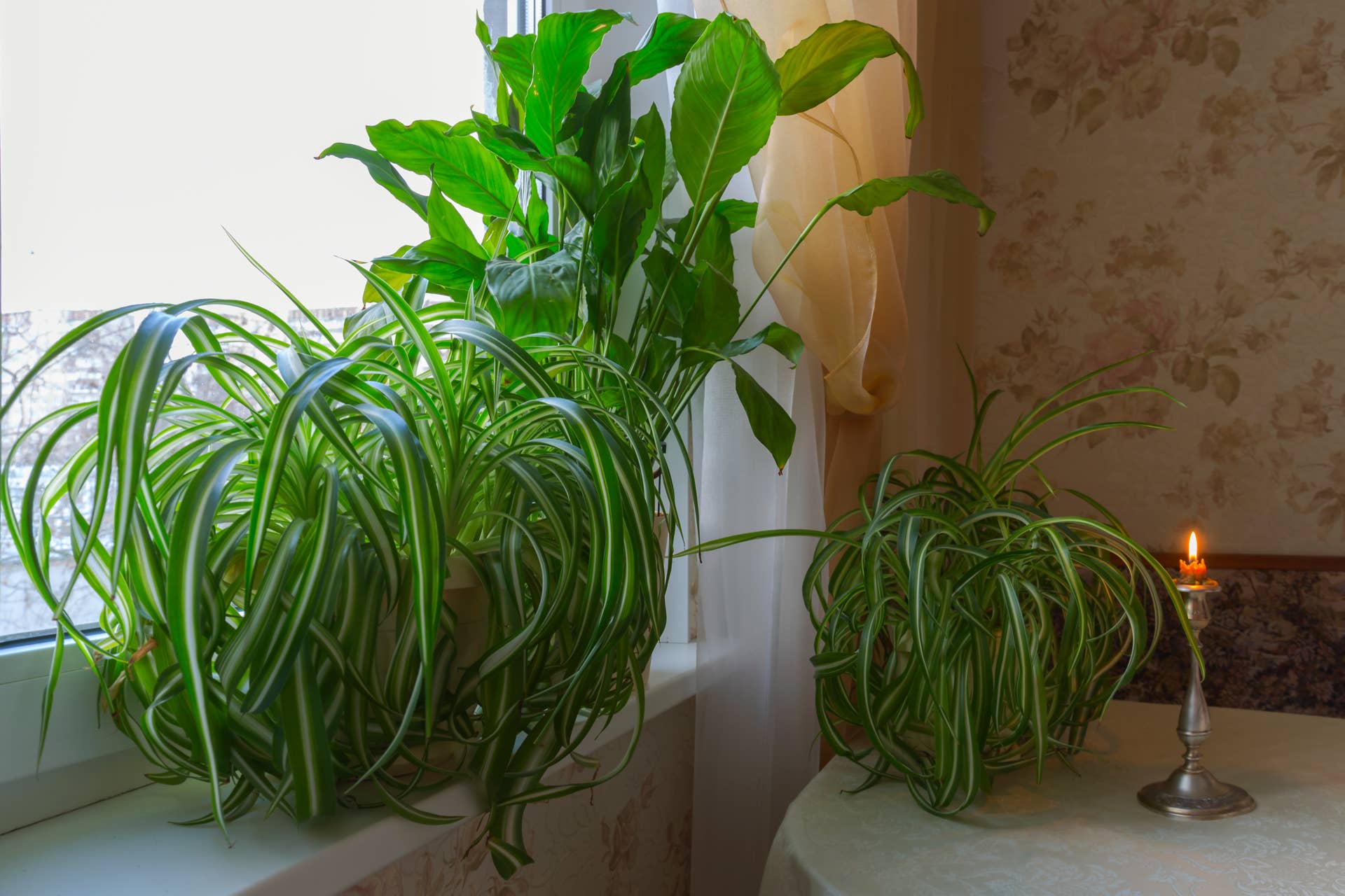 How Often Should You Water Your Spider Plant? 5 Tips to Get it Right -  Dengarden
