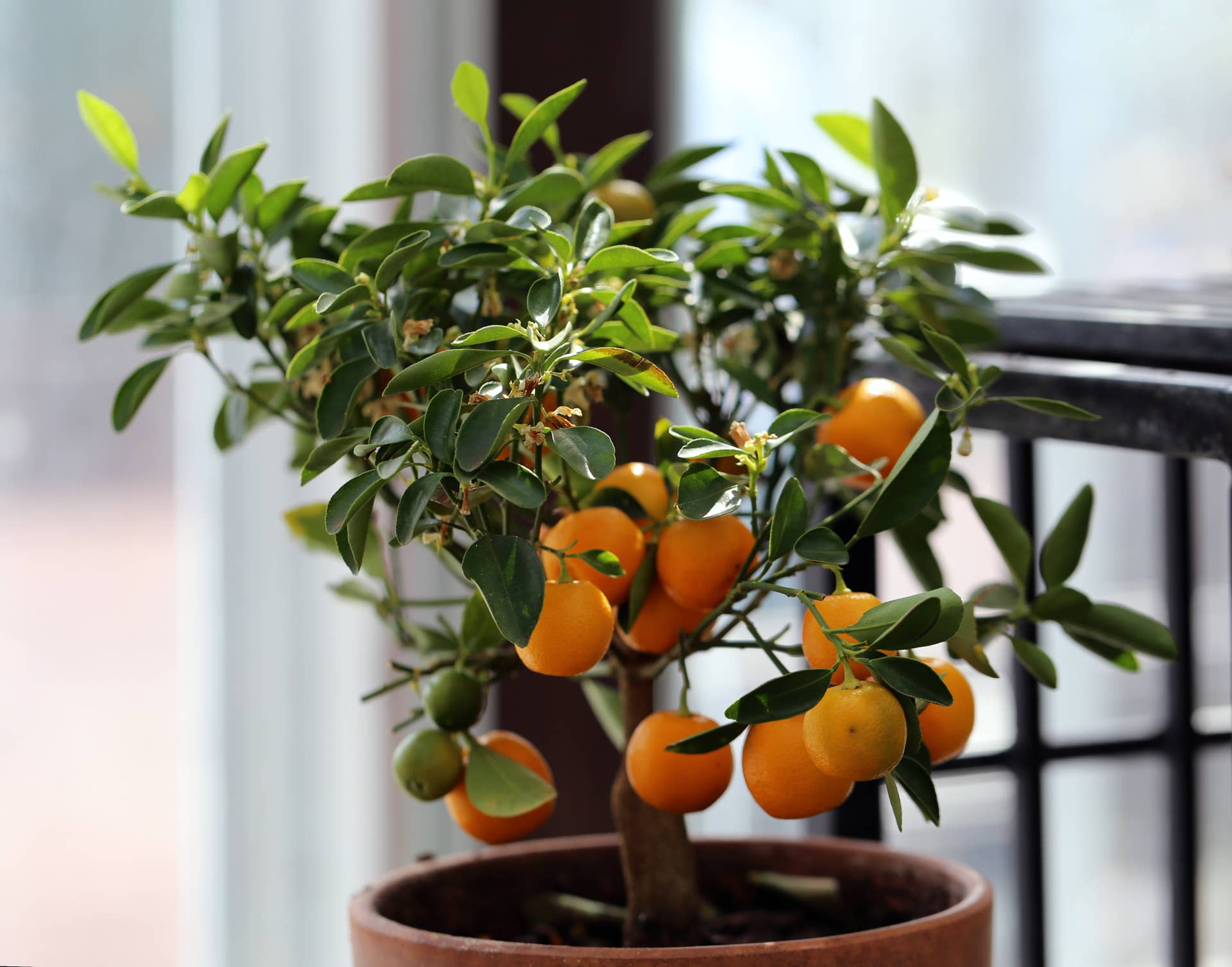 Indoor Grapefruit Tree
