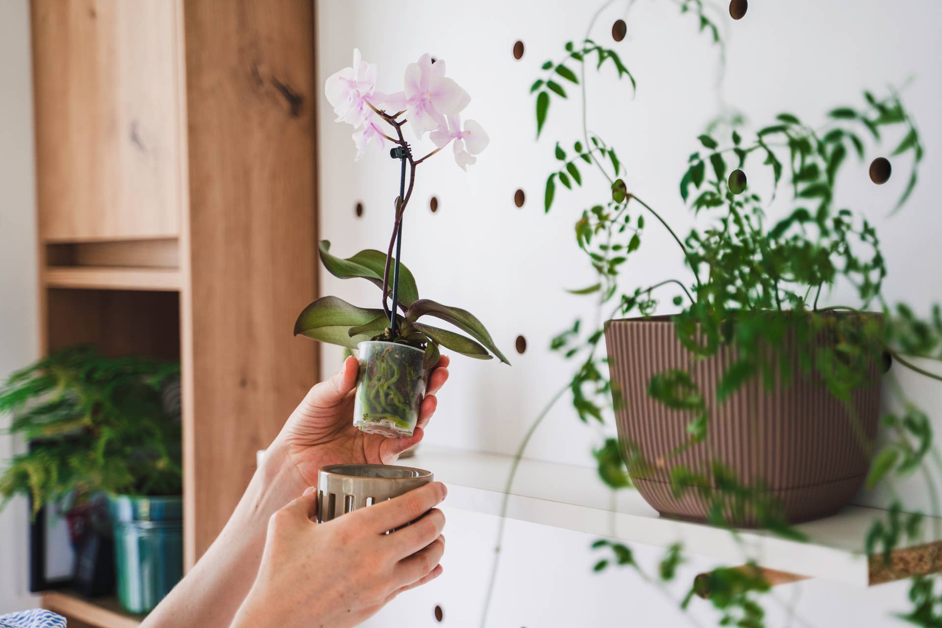 How Often Should You Water Orchids? Top Tips From Experts - Dengarden