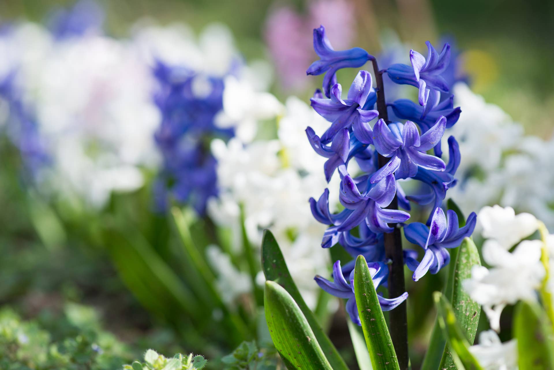 How to Grow and Care for Hyacinths, According to Gardening Experts -  Dengarden