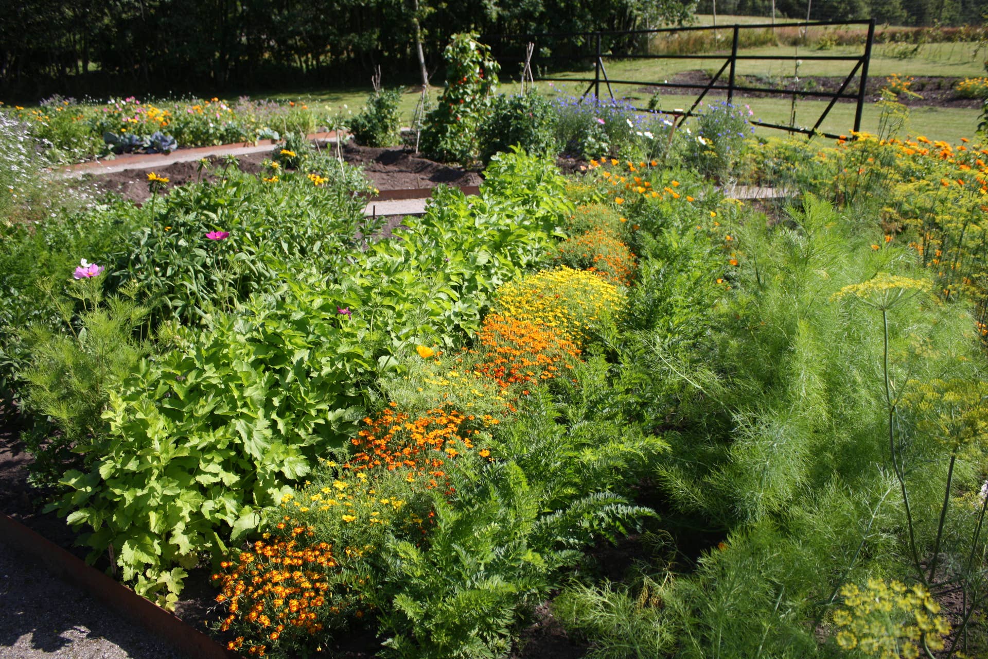 4 Easy Ways to Get Free Seeds for Your Garden - Dengarden