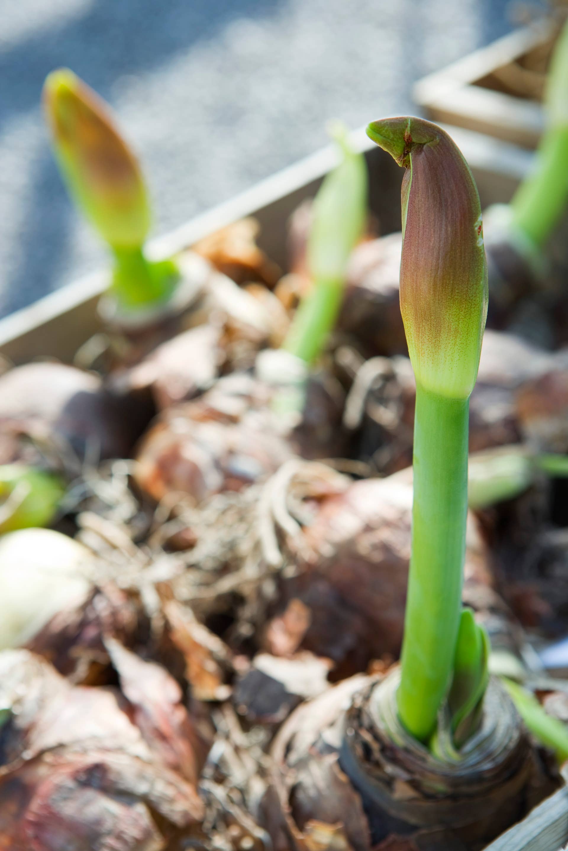 amaryllis bulbs sprouting