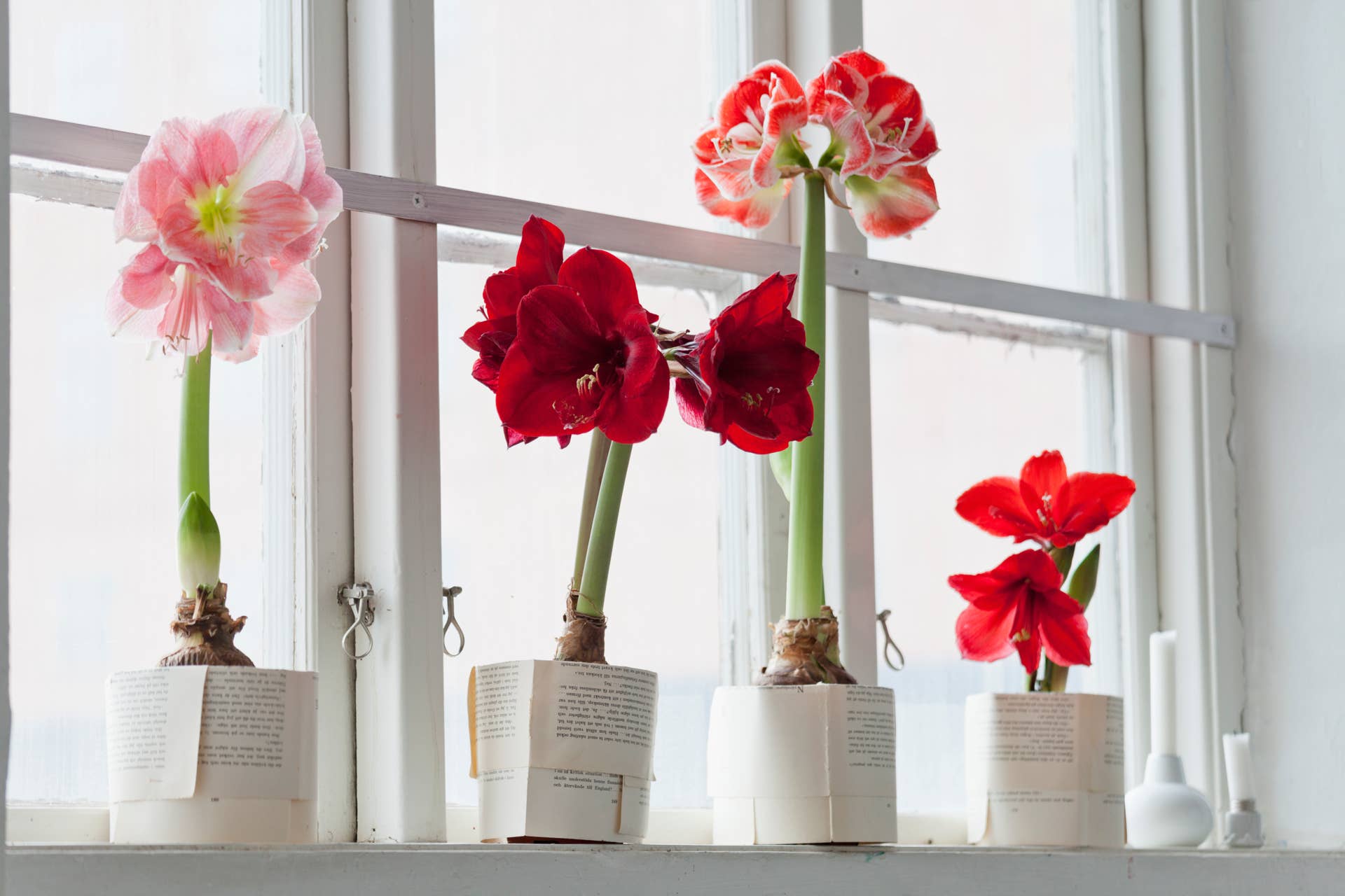 blooming amaryllis bulb
