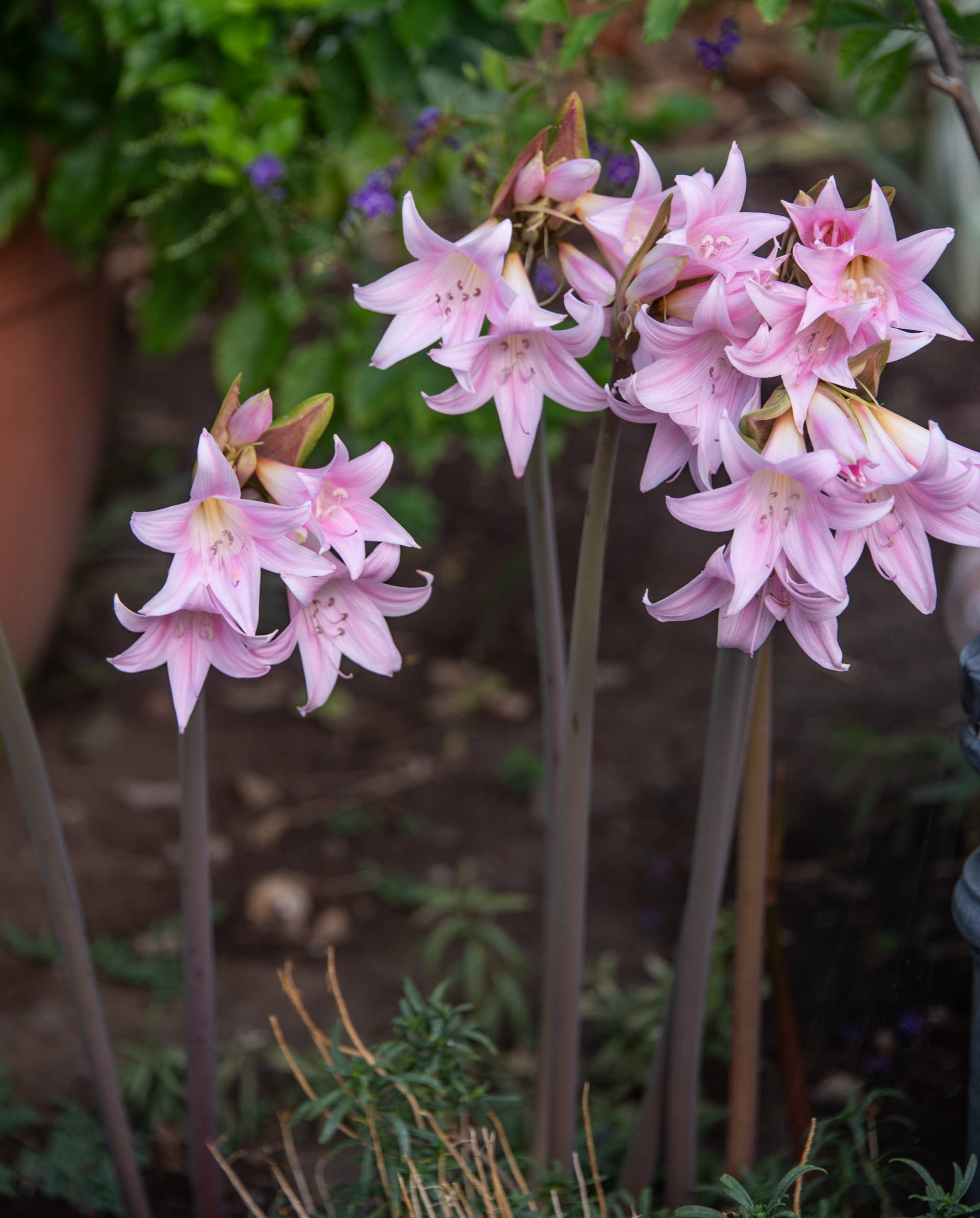 Blooming pink amaryllis in the garden