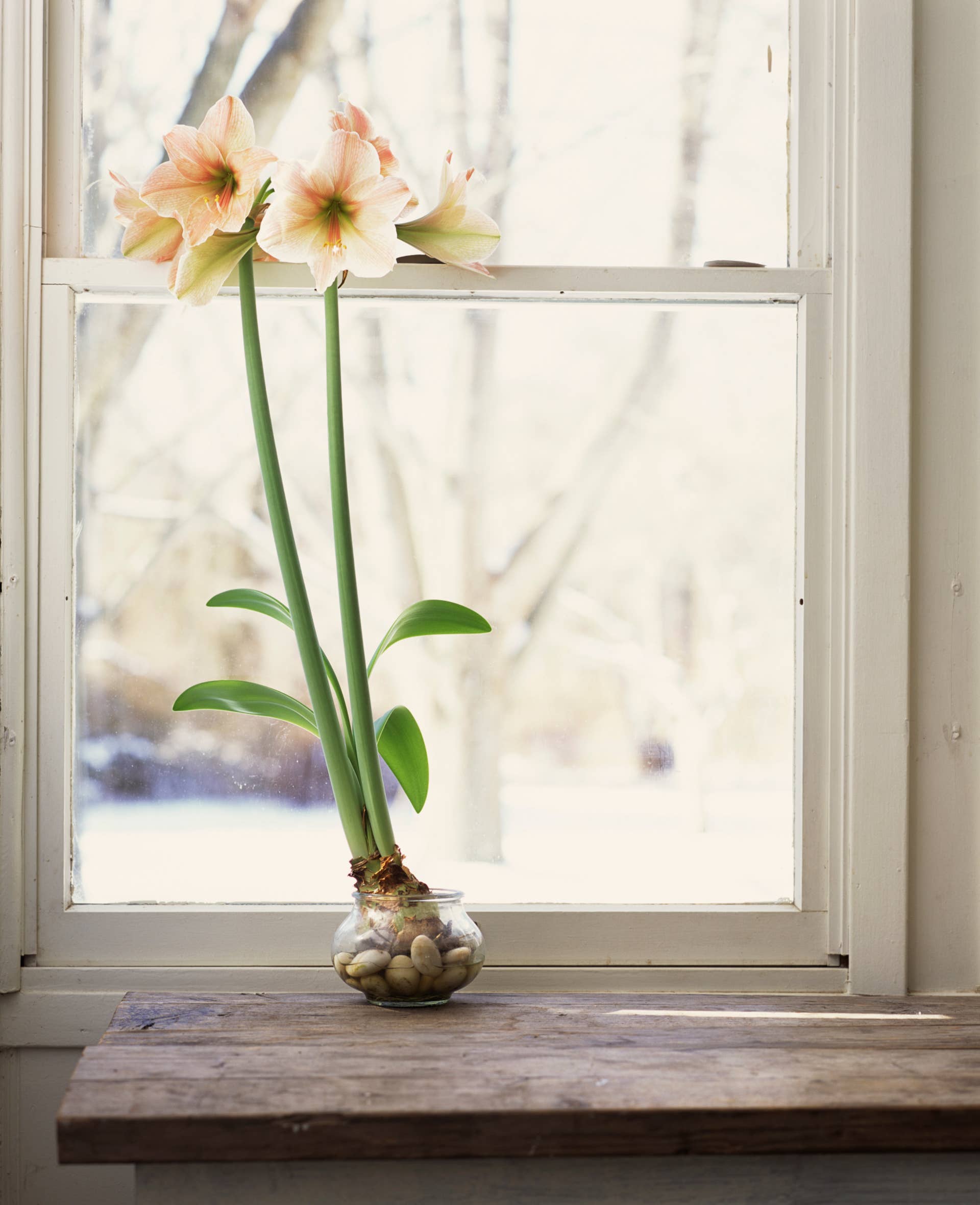 light link amaryllis on window sill