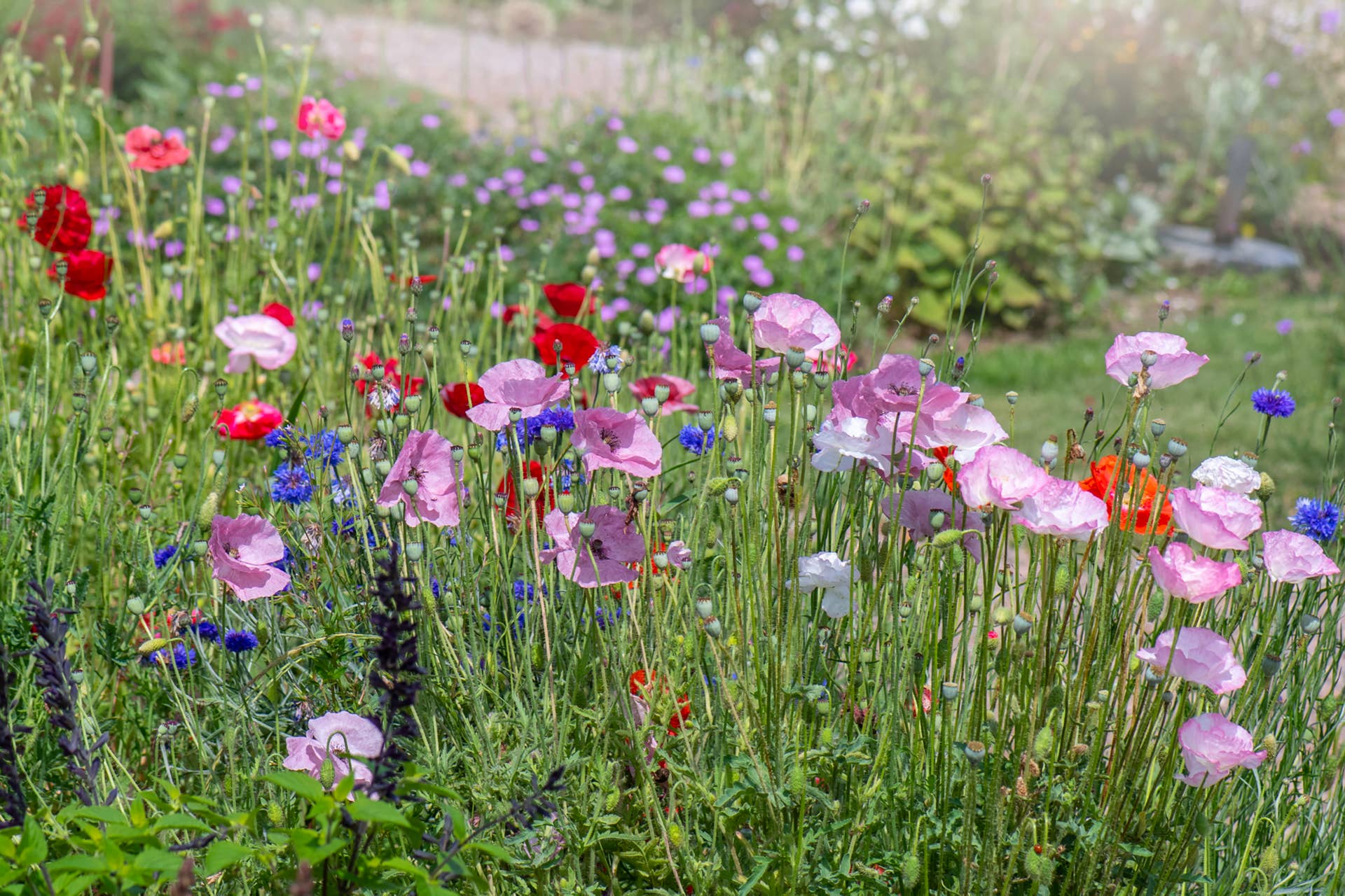 packets of flower seeds Back to the Roots Organic Cosmos 'Sensation Mix', 1 Seed Packet main image 1