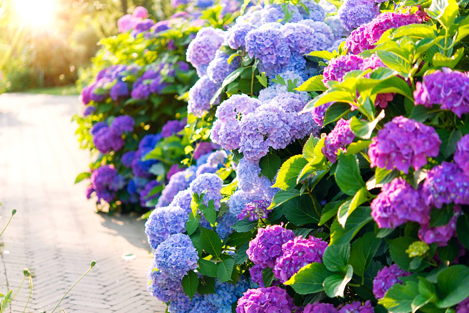 This Hydrangea Hack Helps Floral Arrangements Stay Upright - Dengarden