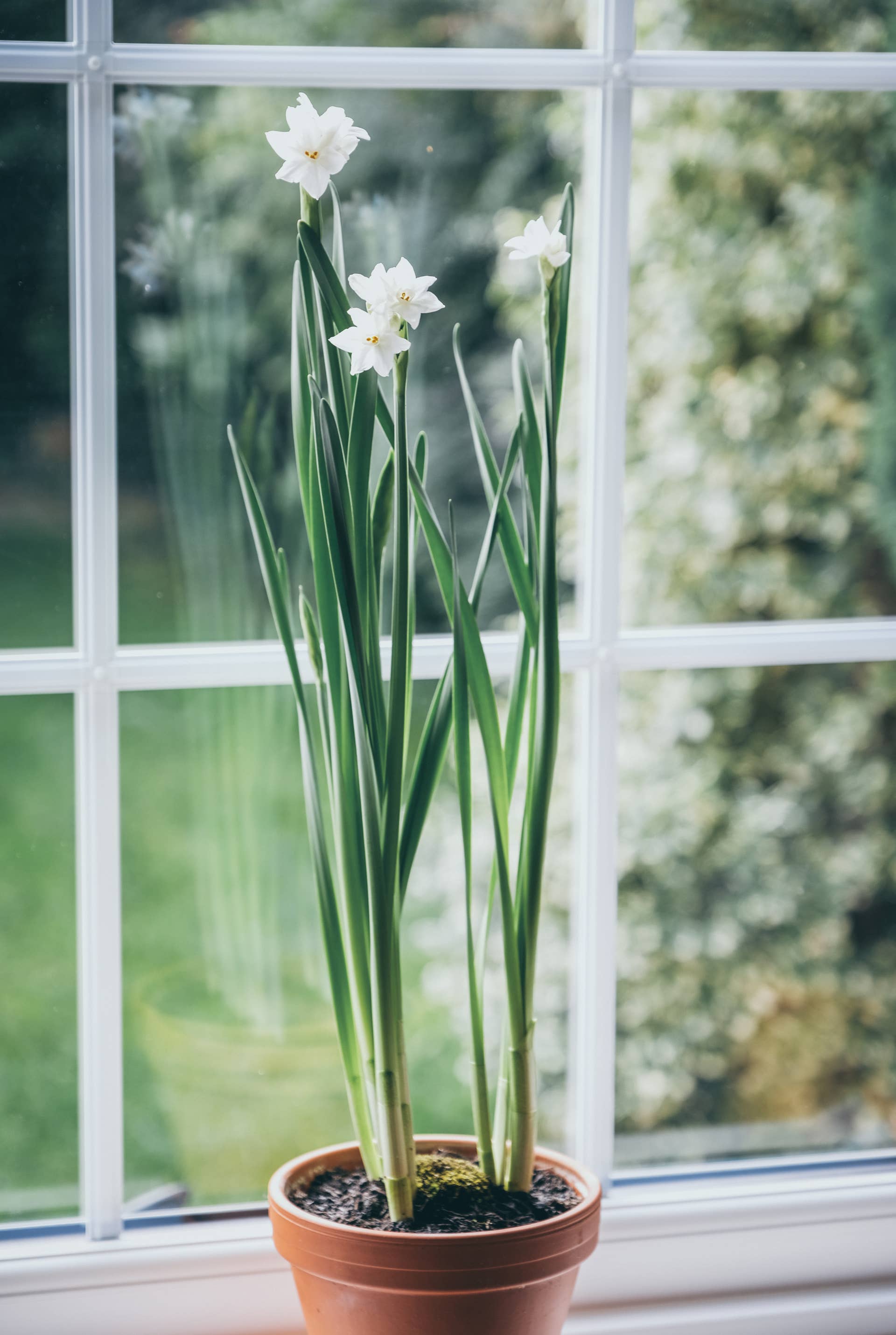 Forcing Paperwhite bulbs grow in pot on window ledge