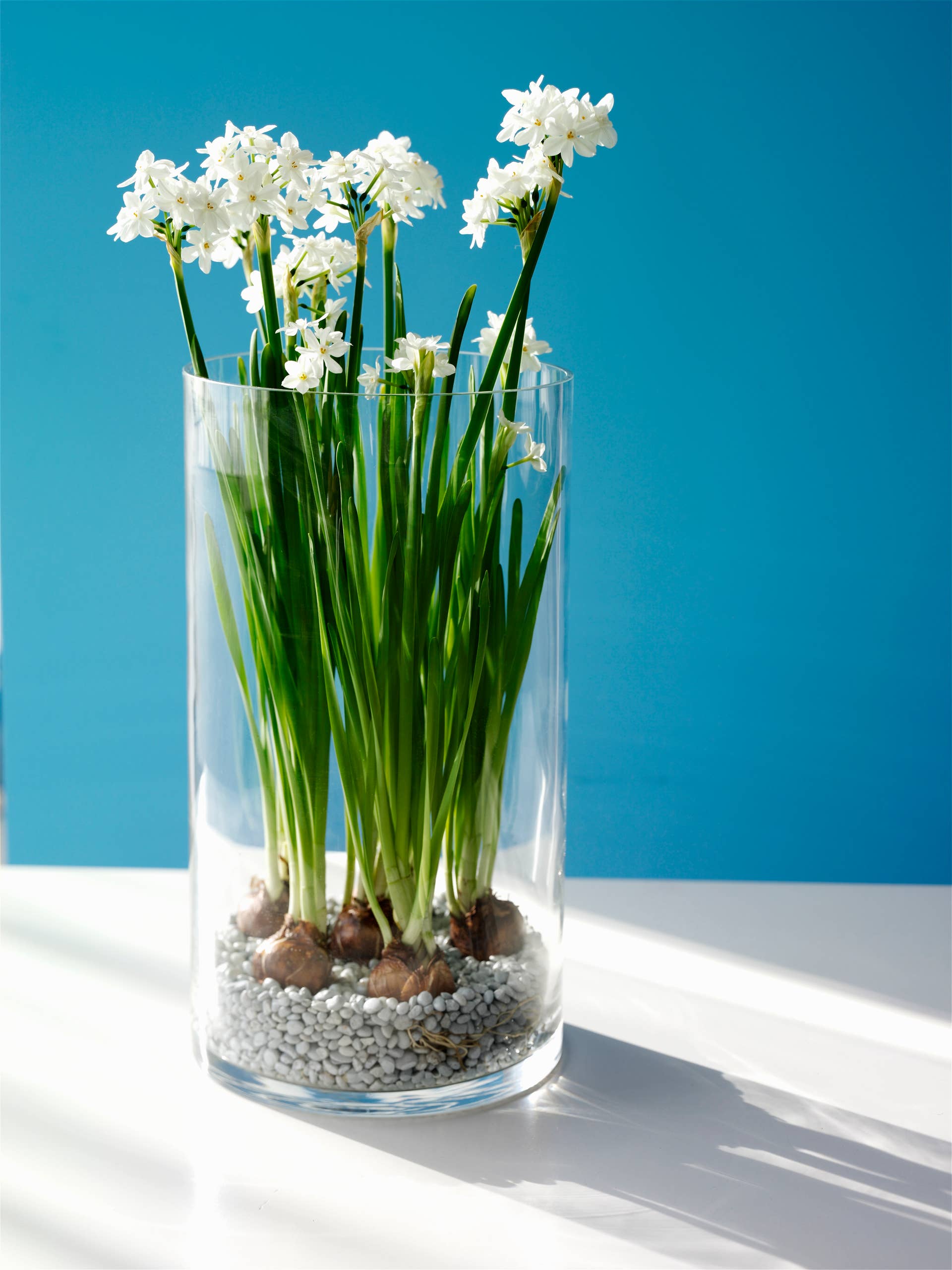 forcing paperwhite narcissus indoors