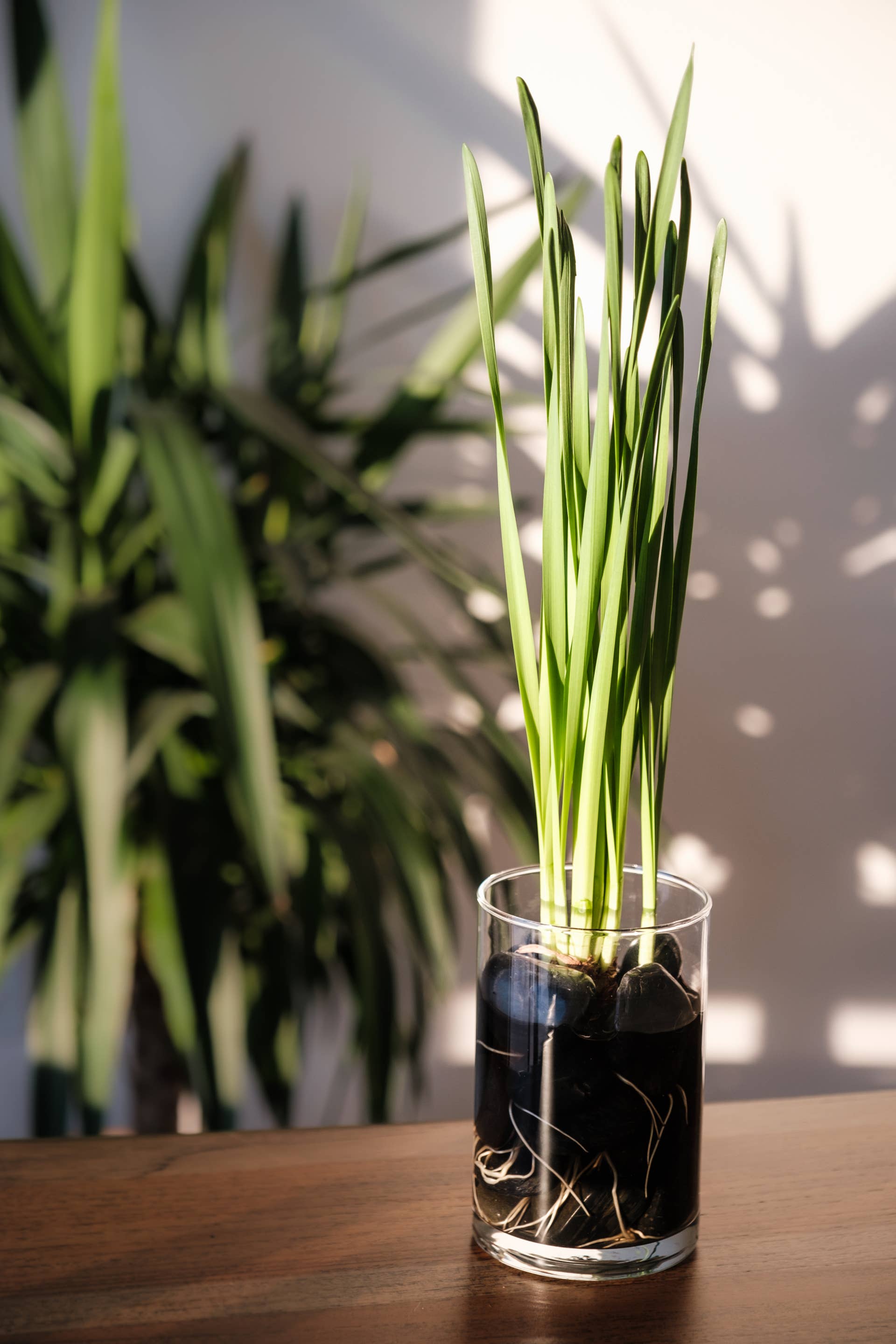 Sprouted Paperwhite blubs in a glass container.