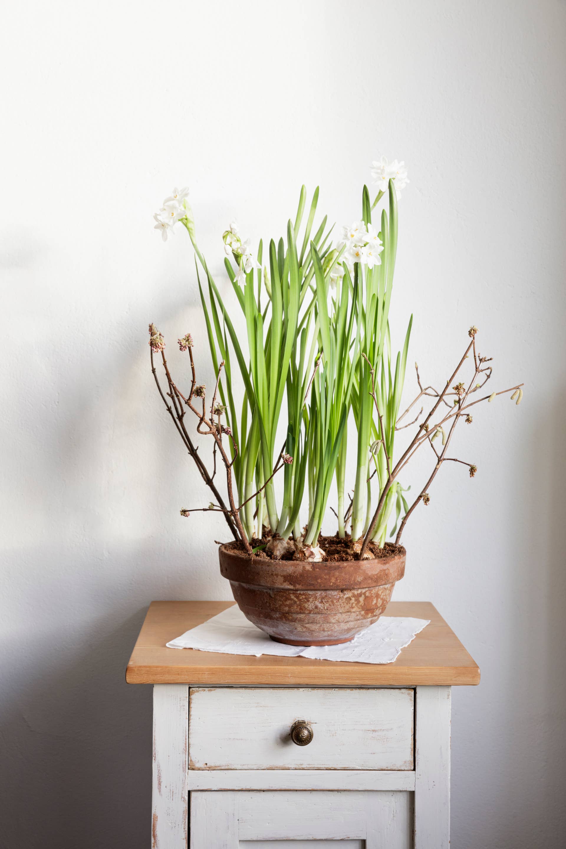 Paperwhite narcissus in a pot