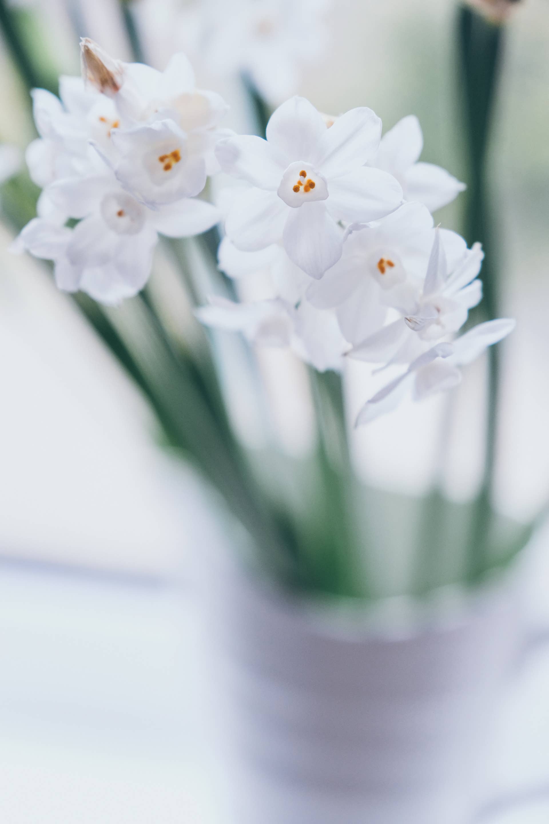 Forcing Paperwhite bulbs grow in a vase in the Winter