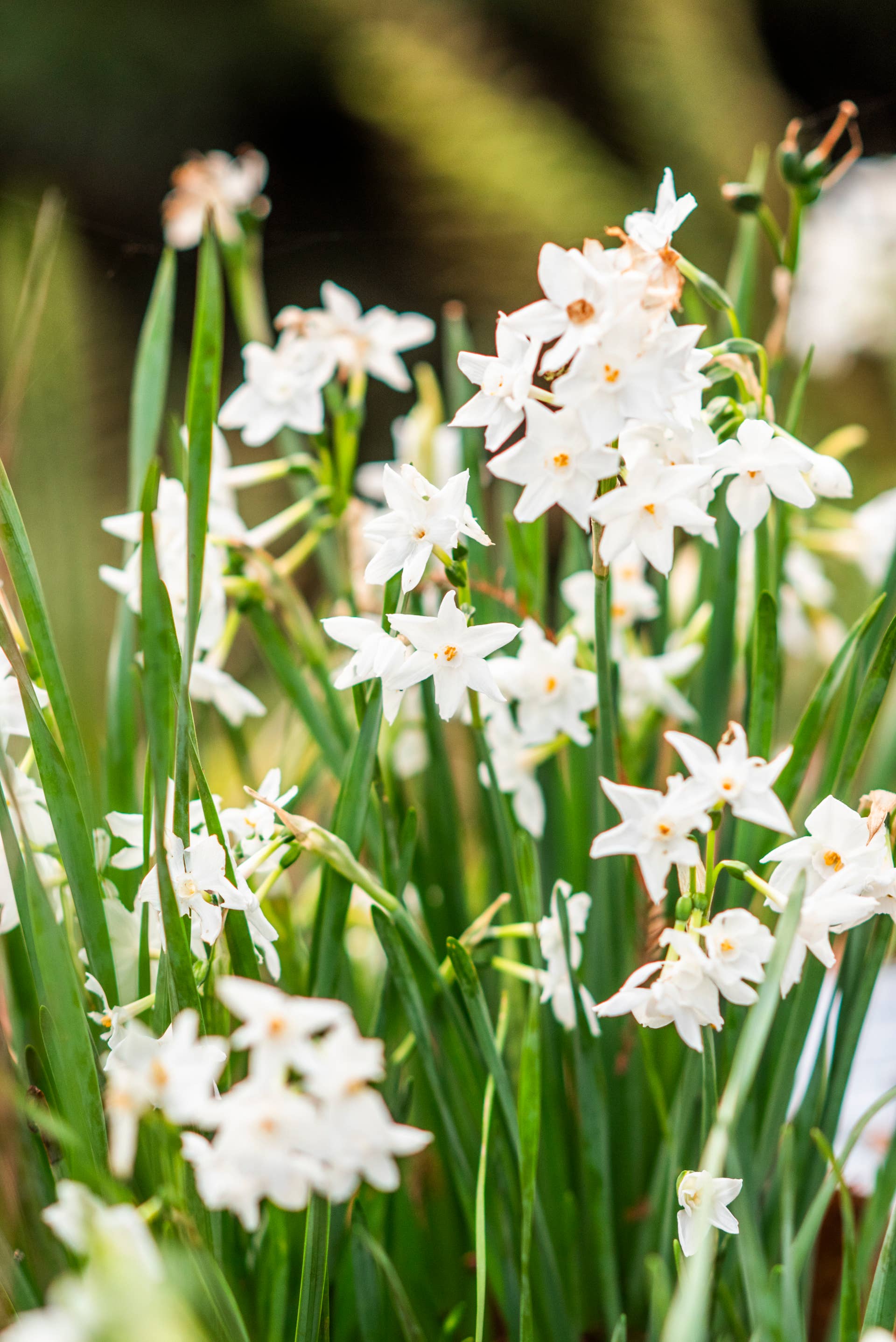 Paperwhite narcissus growing in the garden in spring.