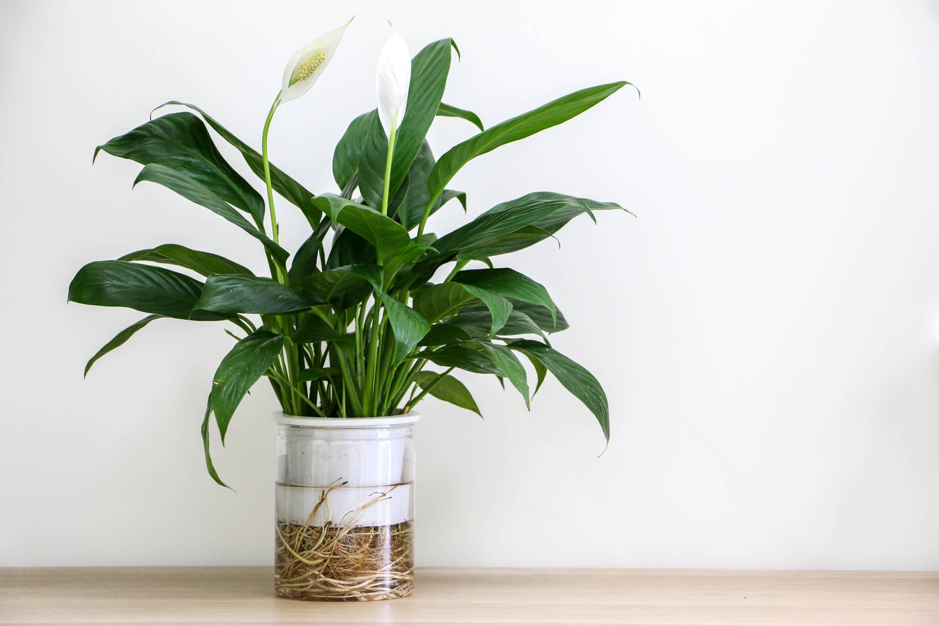 Skip the SoilThese 10 Plants Grow Perfectly in Water - Dengarden