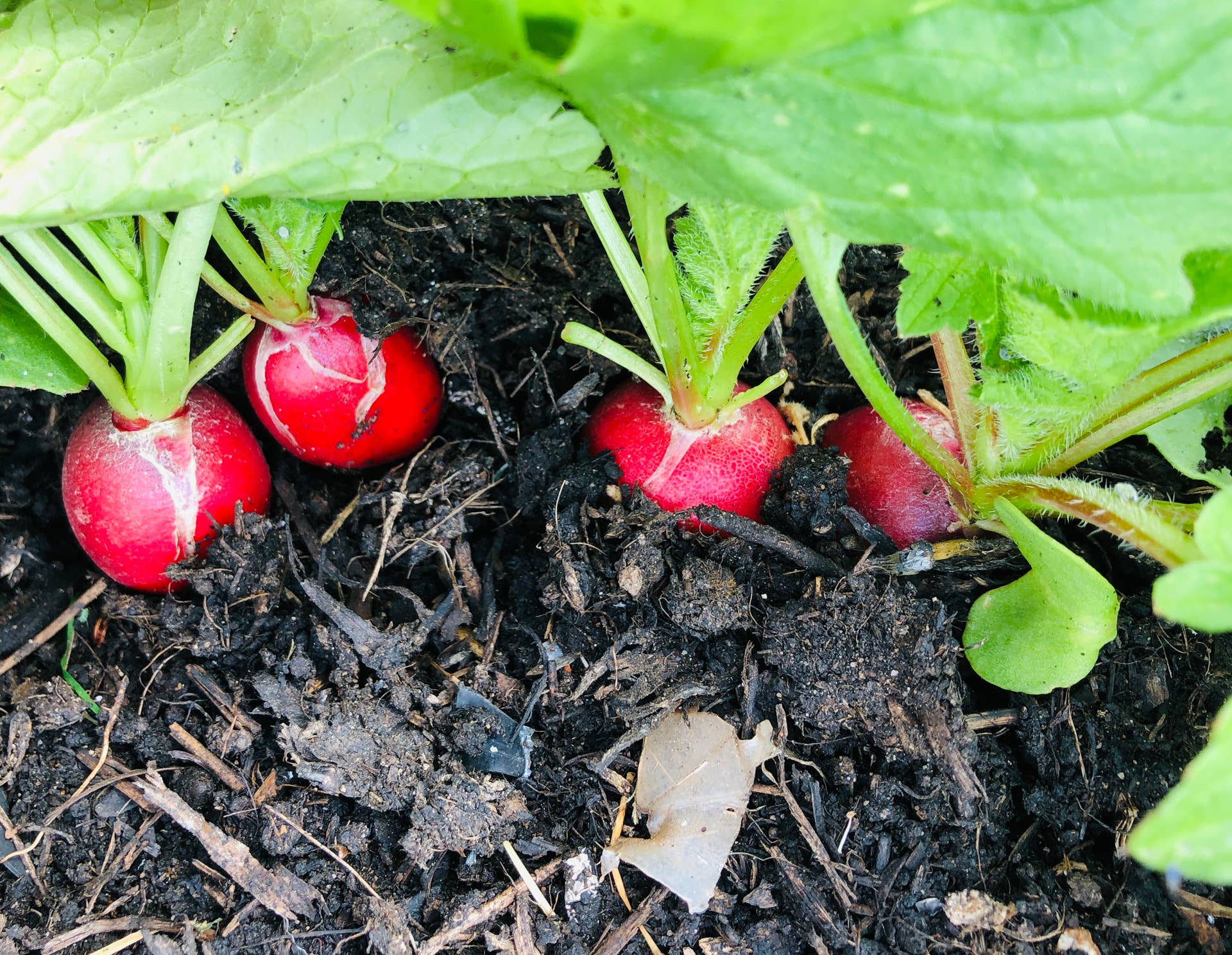 9 Vegetables You Can Direct Sow in March - Dengarden