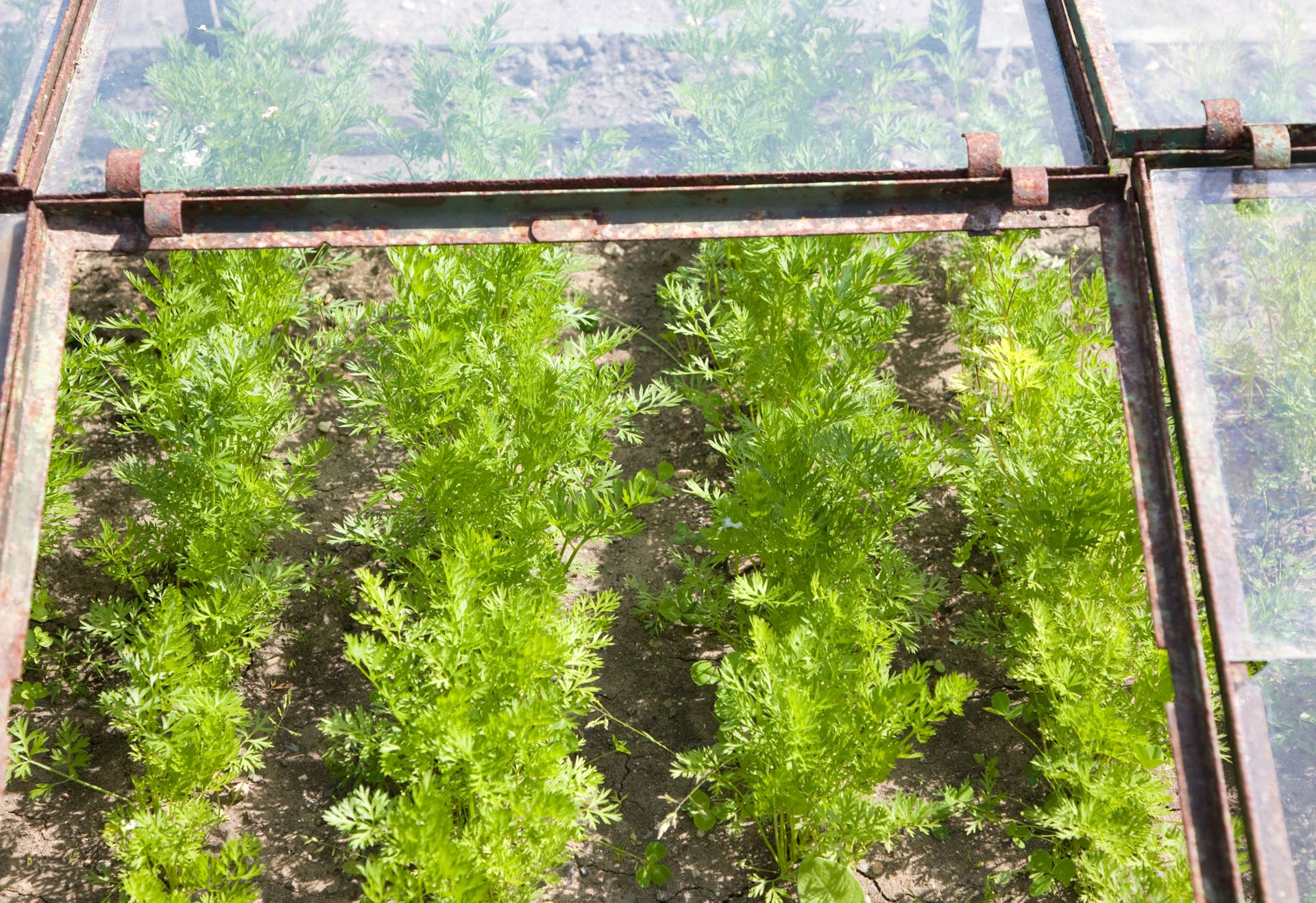 8 Things to Plant in a Cold Frame in Late Winter/Early Spring - Dengarden