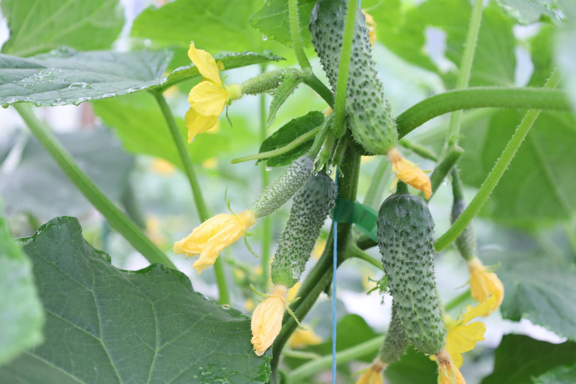 A close-up of young cucumbers with bright yellow flowers growing on stems covered in water droplets. The lush green foliage and presence of fruits indicate an abundant harvest.