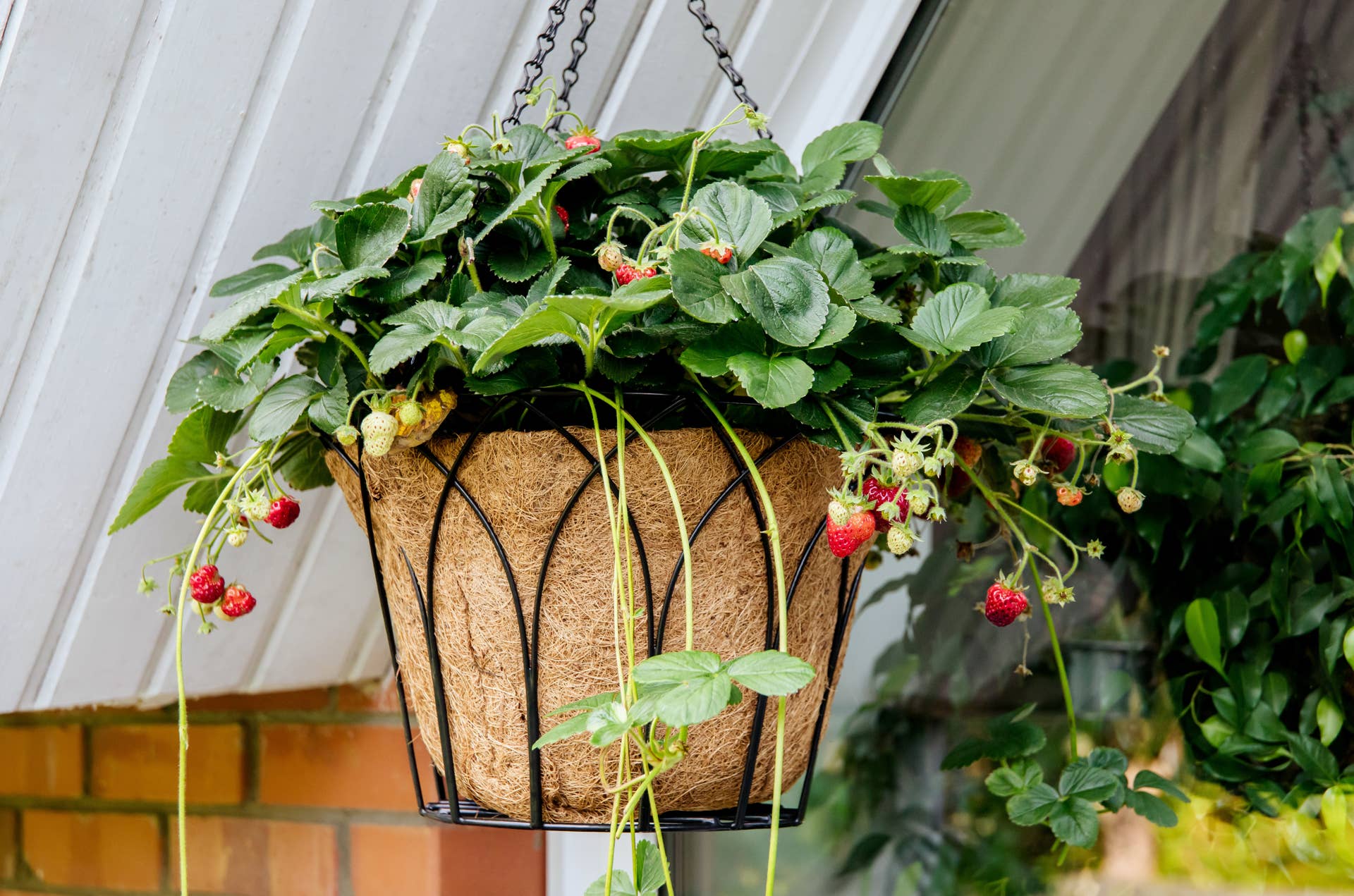 money plant feng shui Feng Shui Party Pack | Tropical Indoor Plants & Houseplants for Delivery